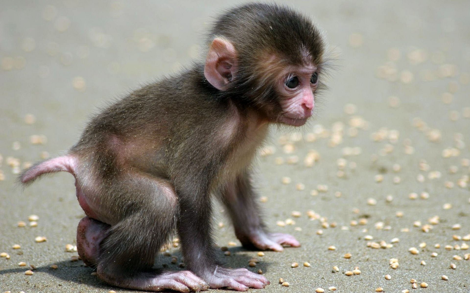 Monkey Animals - 1920x1200 Wallpaper Monkey Animals - 1920x1200 Wallpaper