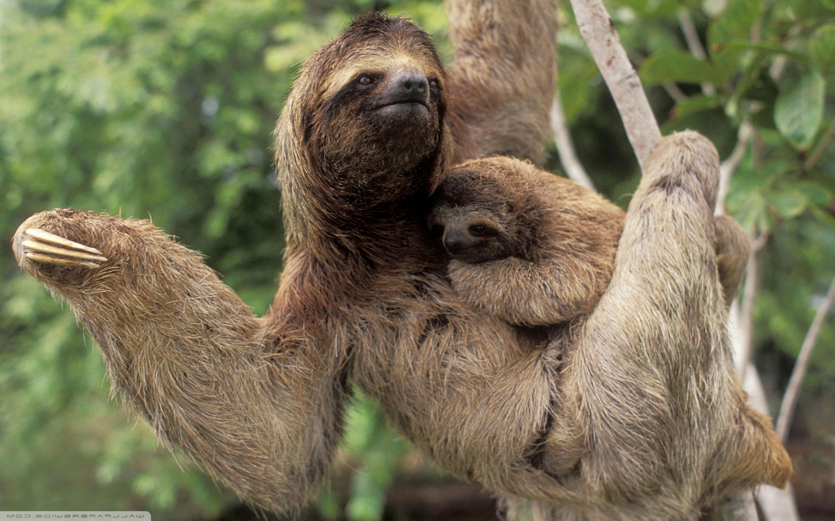 Perezoso Y Su Cria - HD Wallpaper 