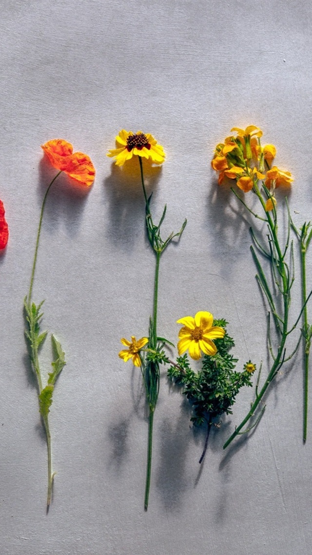 Wallpaper - HD Wallpaper 