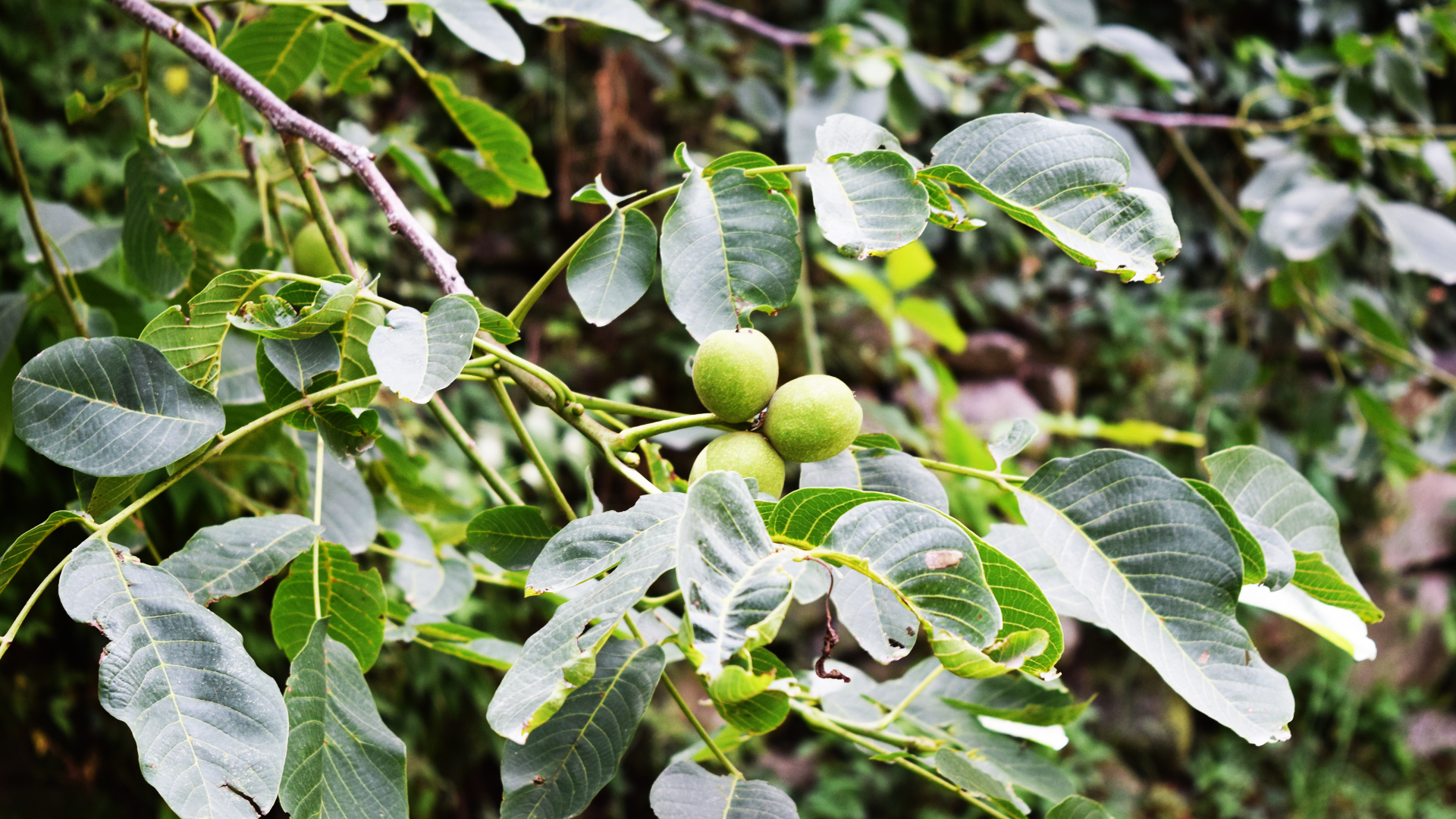 Fig - HD Wallpaper 