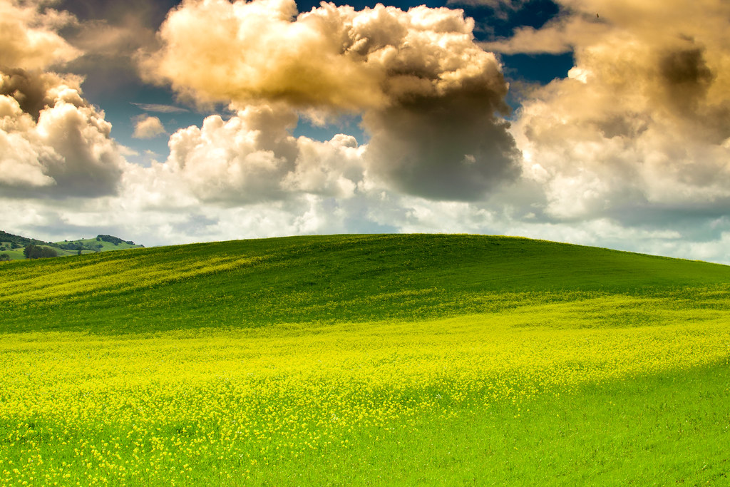 Field - HD Wallpaper 
