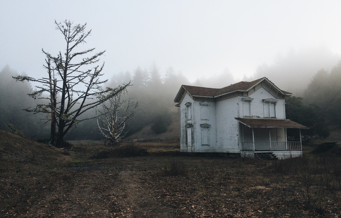 Photo Wallpaper Trees, Nature, Fog, Abandoned, Old - Larch - HD Wallpaper 