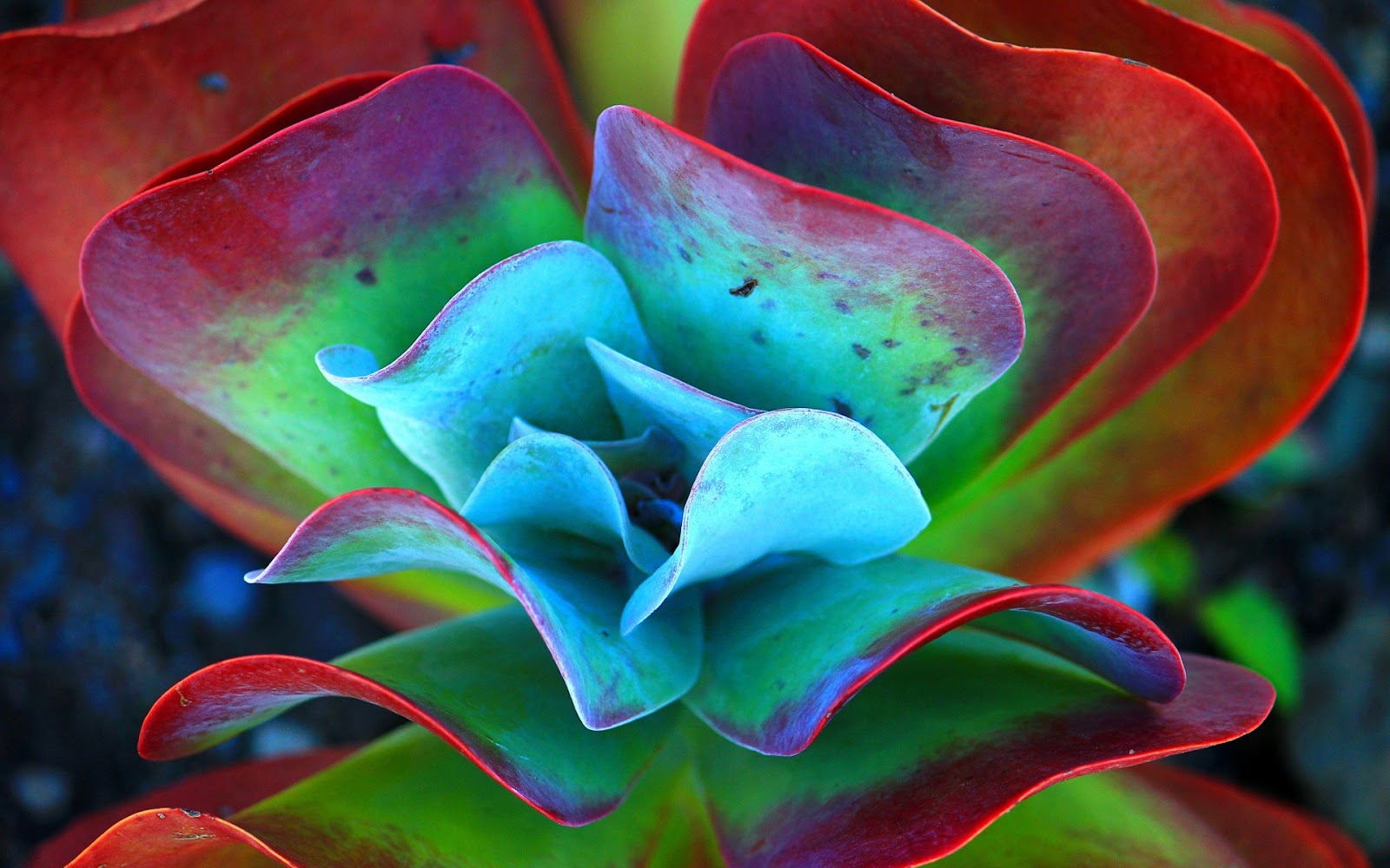 Succulent Close Up Photography - HD Wallpaper 