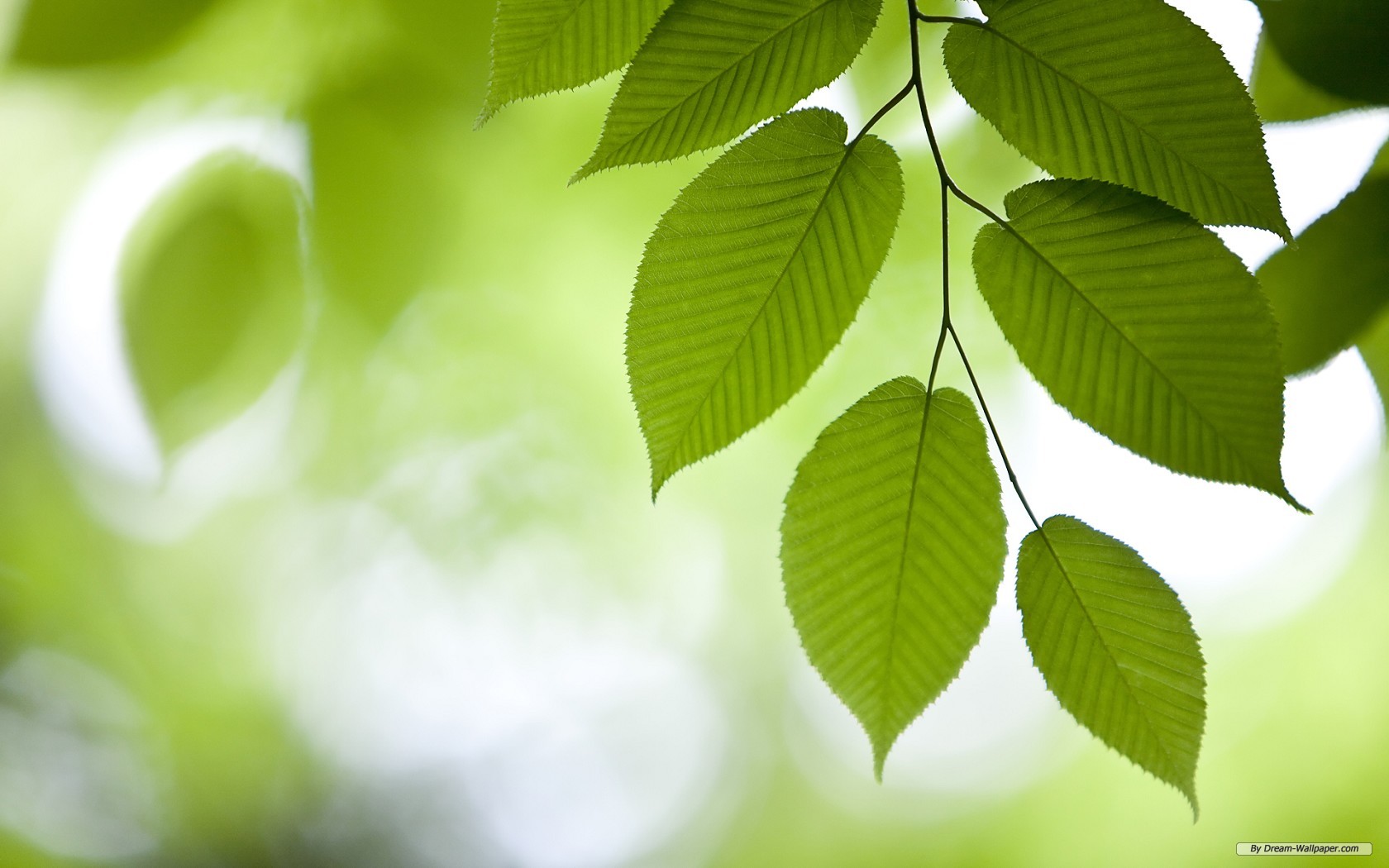 Free Nature Wallpaper - Windows 7 Green Leaf - HD Wallpaper 