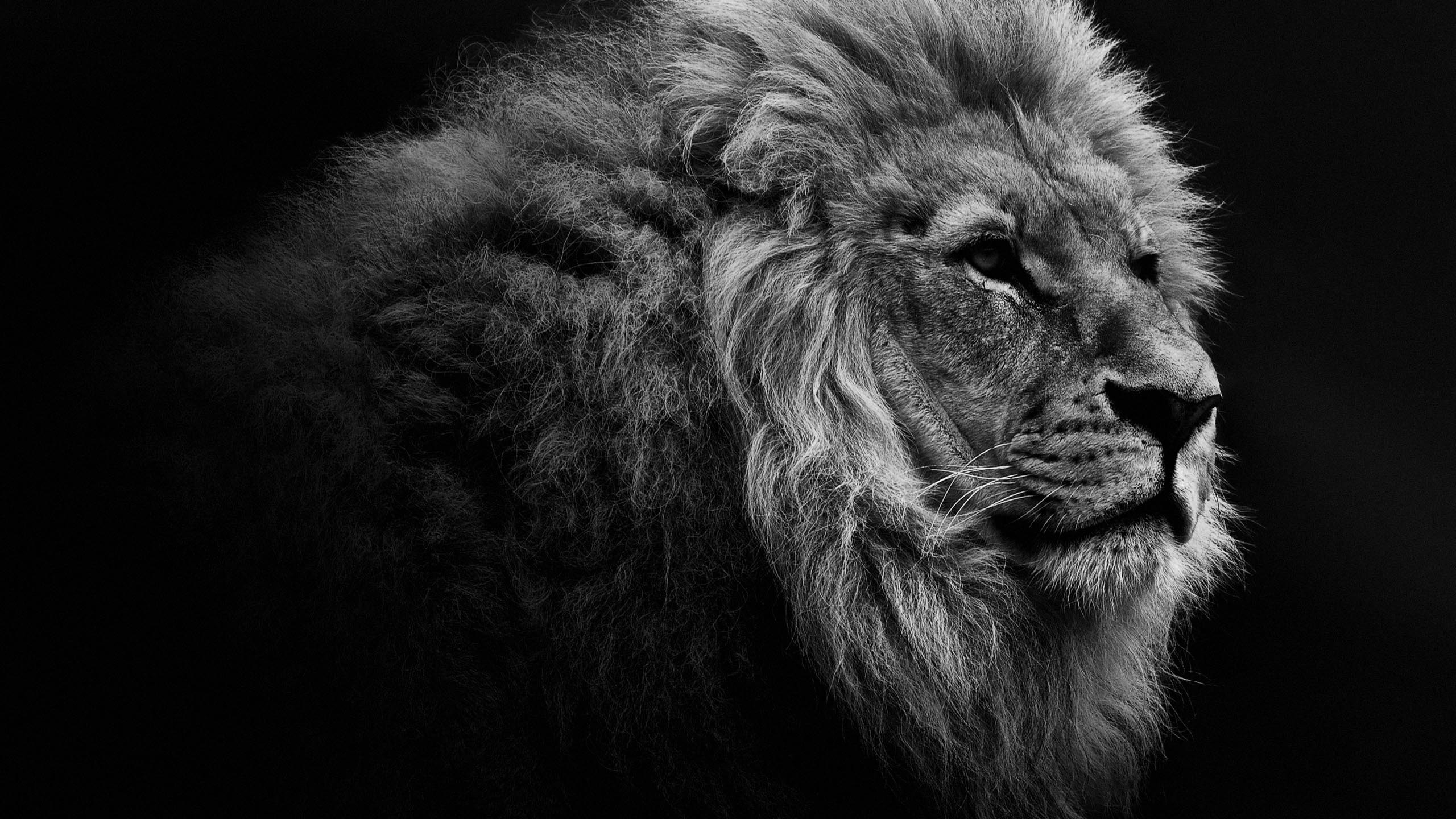 2560x1440, 
 Data Id 312370 
 Data Src /walls/full/e/8/9/312370 - Lion Desktop Background - HD Wallpaper 