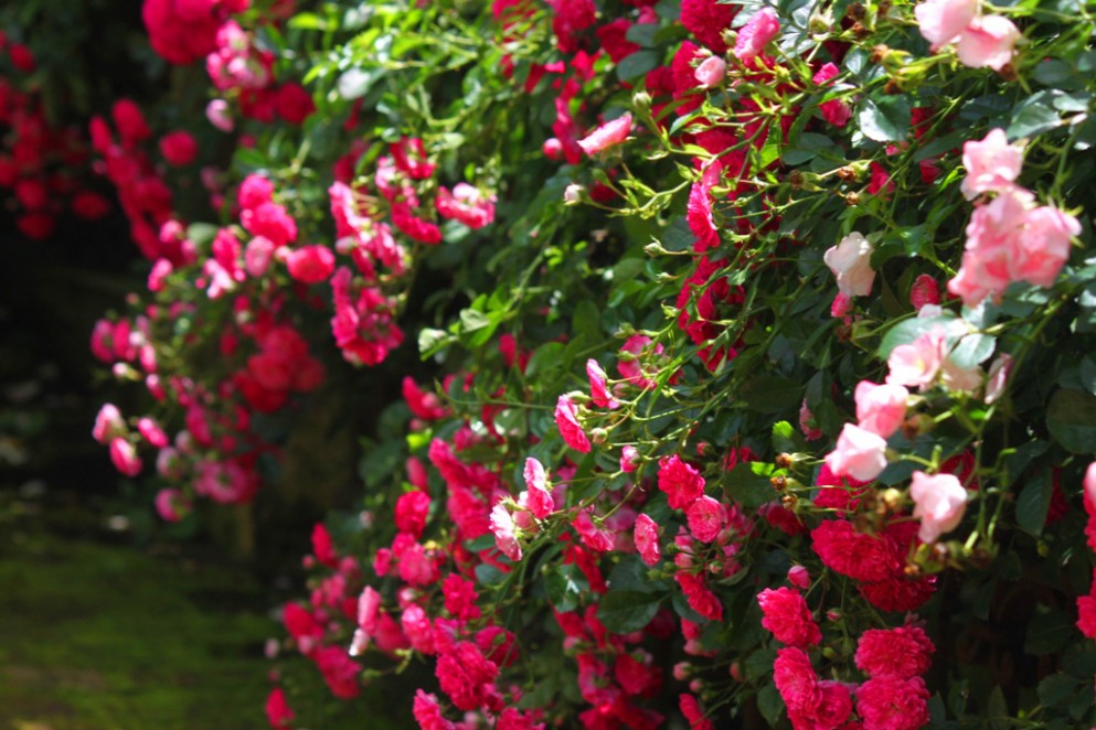 Free Download Pictures Of Different Types Of Roses - Different Types Of Wallpaper For Mobile - HD Wallpaper 