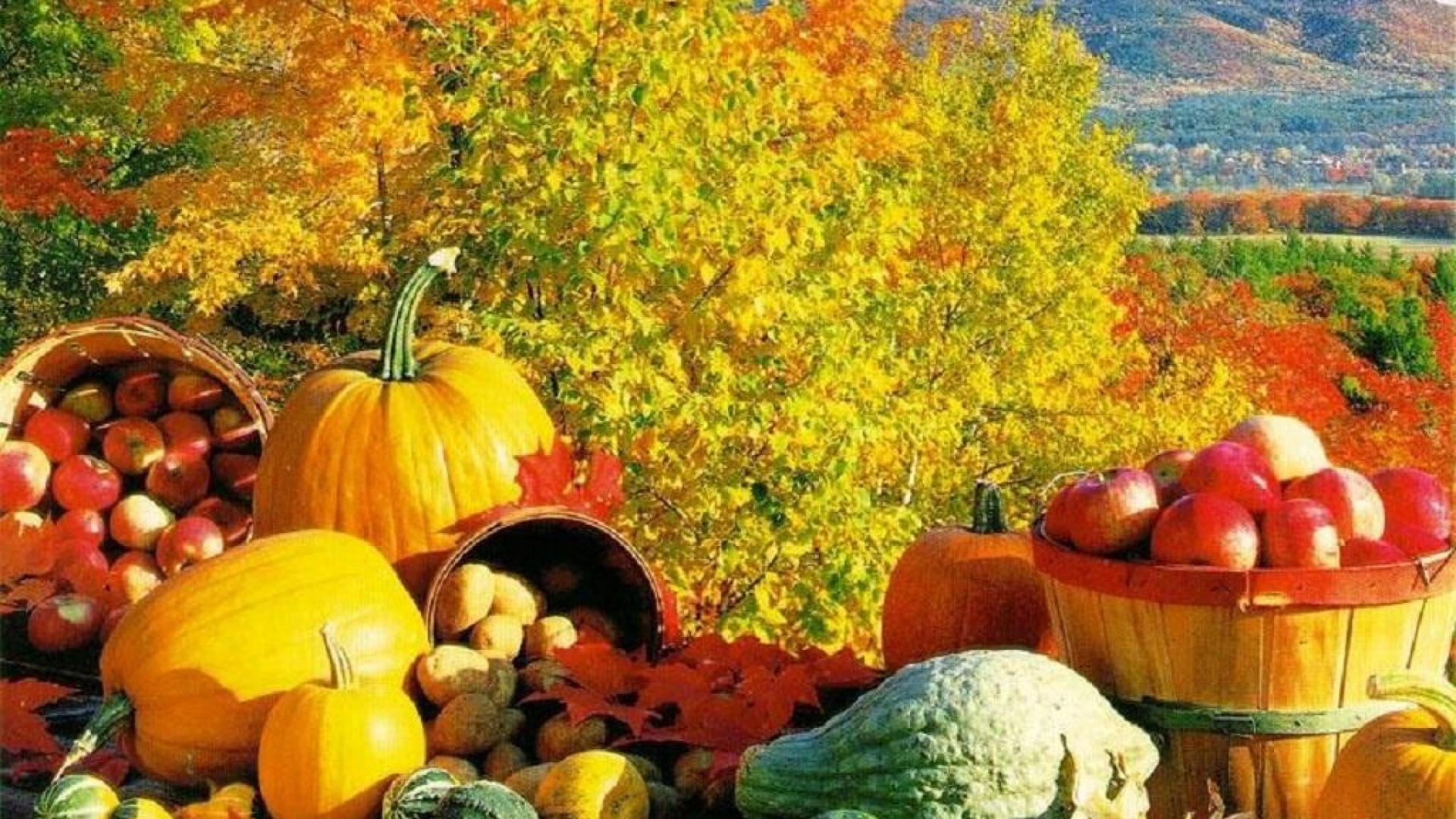 Fall Harvest - HD Wallpaper 