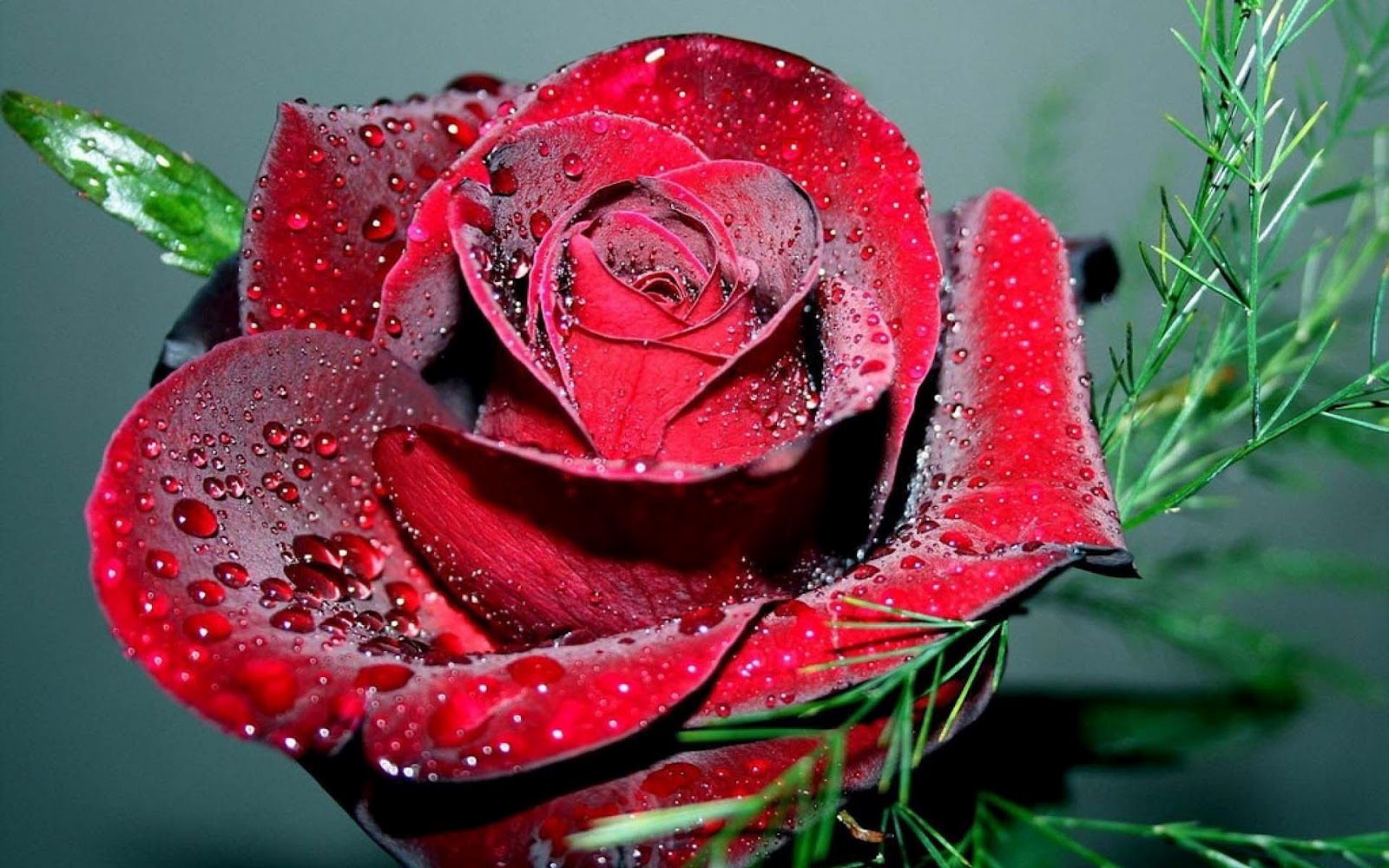Beautiful Roses With Thoughts - HD Wallpaper 