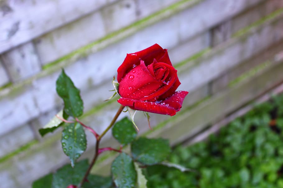 Red Rose, Drops, Bloem, Feeling, Roze, Roos, Beauty, - Red Roze - HD Wallpaper 
