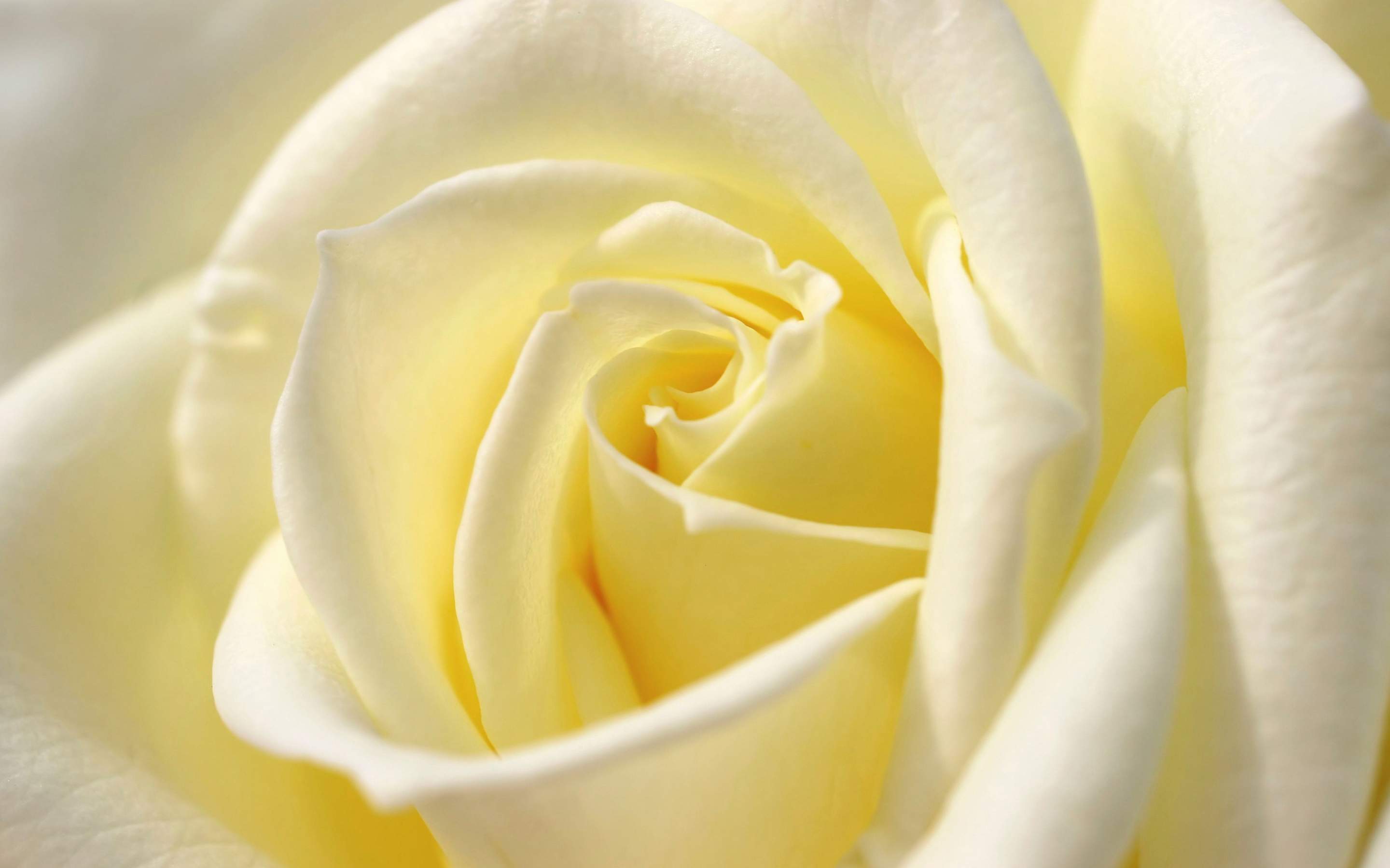 Hd White Rose Background - HD Wallpaper 