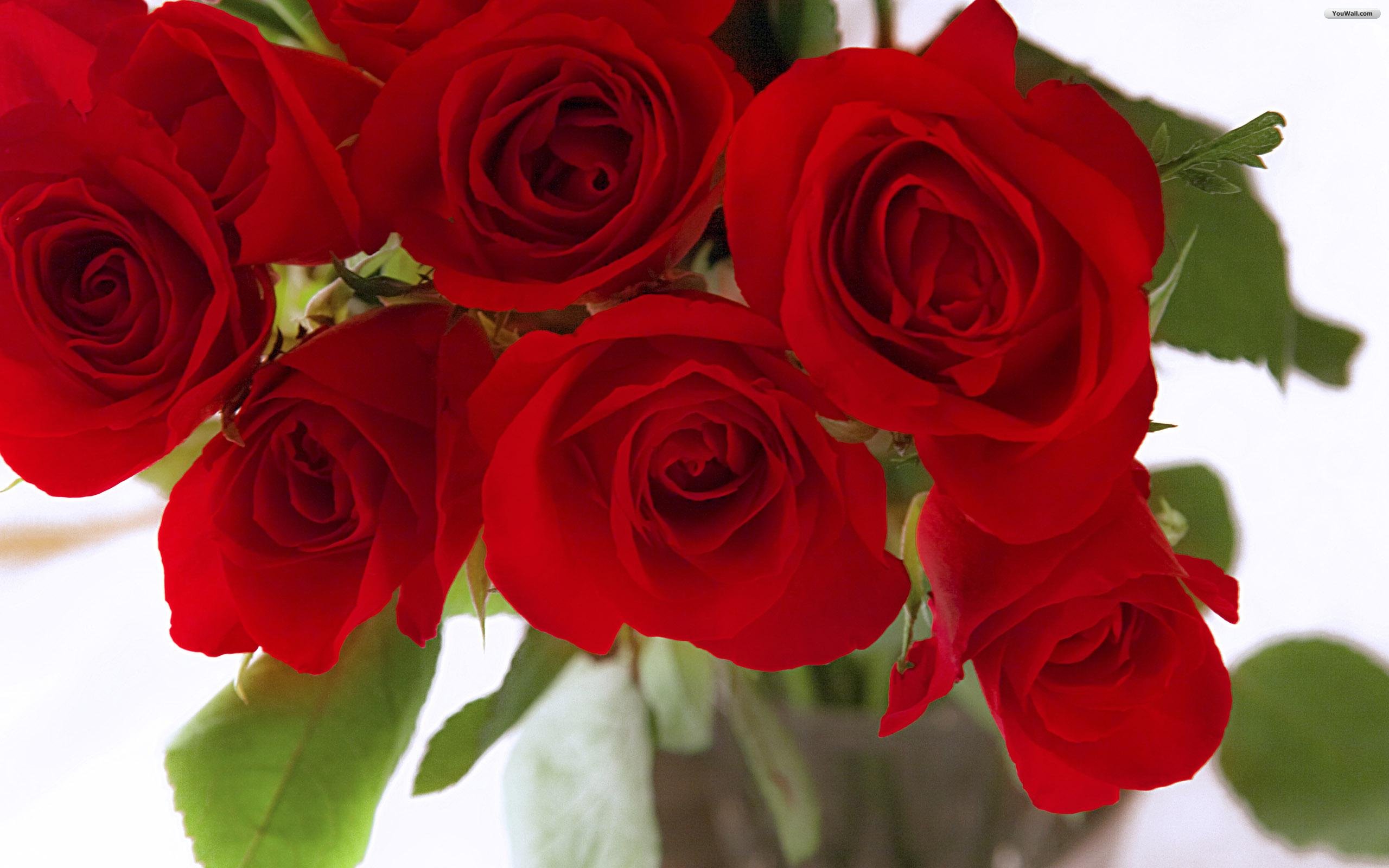 Latest Photos Of Red Rose - HD Wallpaper 