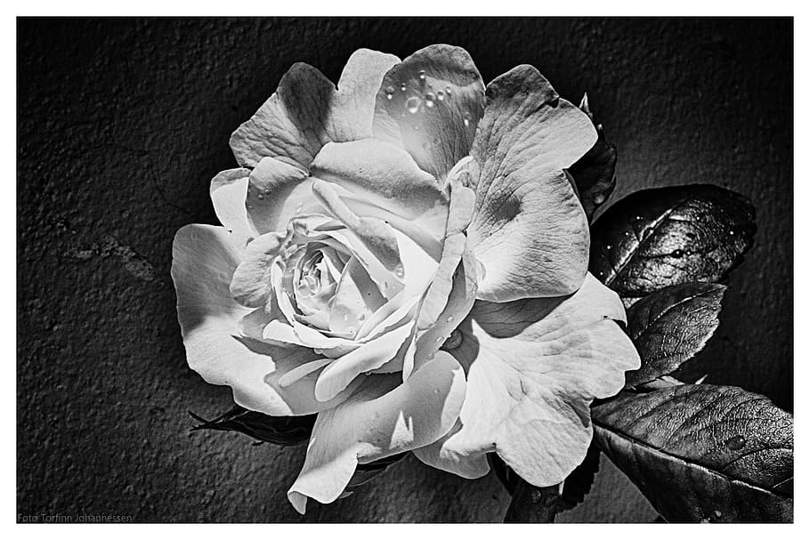 Ros, Flower, Leaf, Black, White, Torfinn Johannessen, - Hình Hoa Lá Đen Trắng - HD Wallpaper 