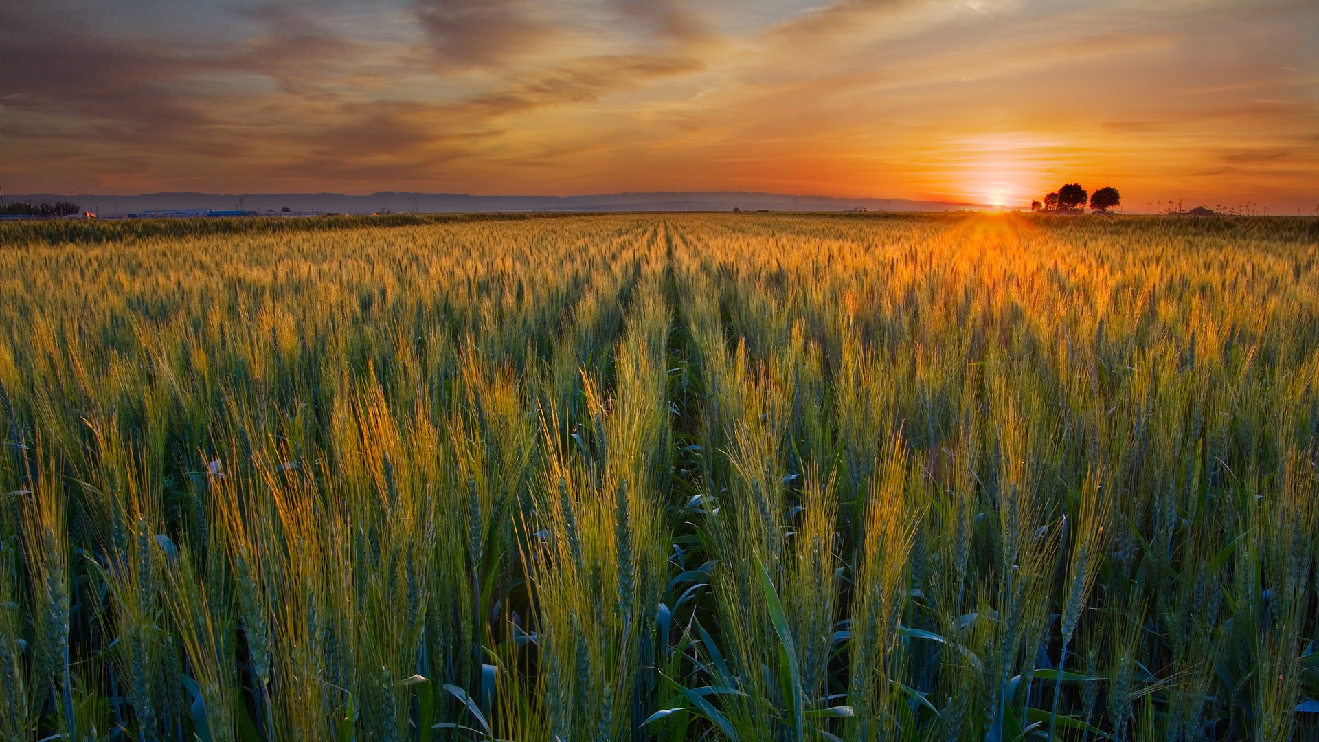Wallpaper - Wheat Field In The Sunset - HD Wallpaper 