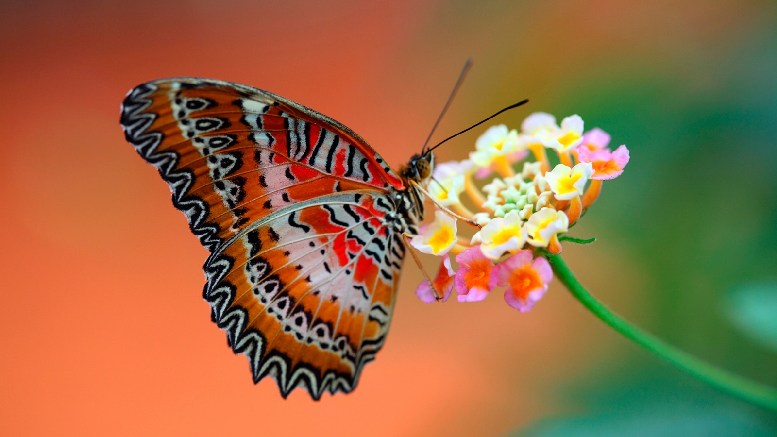 Hd Butterfly Wallpaper Free Download - Butterfly On The Flower - HD Wallpaper 