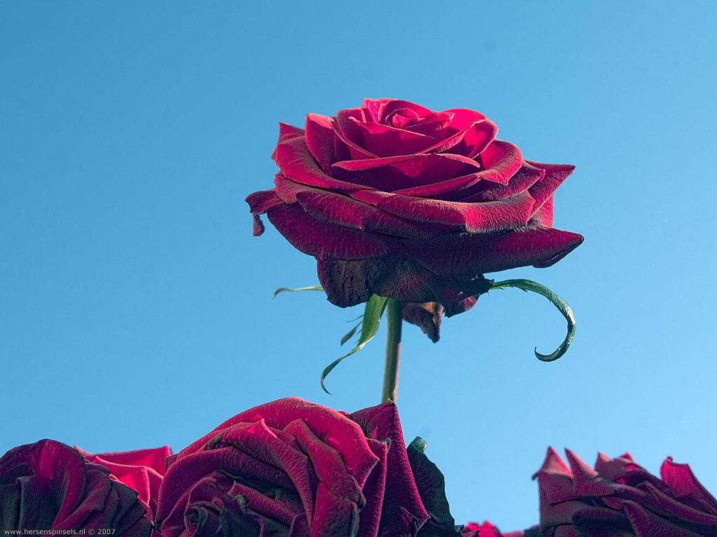 Roos 4, Flora & Fauna - Garden Roses - HD Wallpaper 