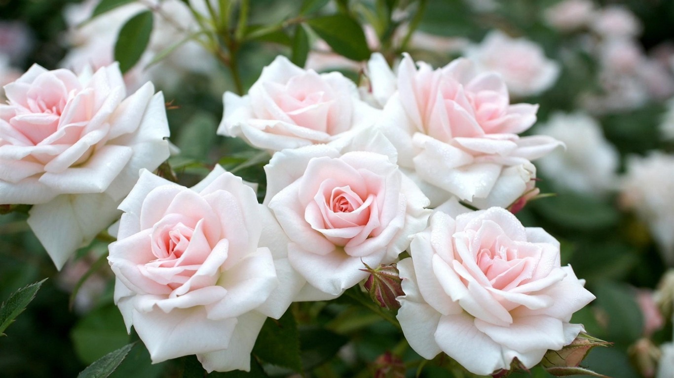 White Rose Garden Flowers Photography Hd Wallpaper - Kandili Resimli Regaip Kandili Mesajları - HD Wallpaper 