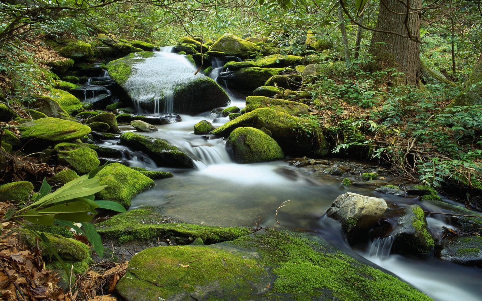 Great Smoky Mountains National Park May - HD Wallpaper 