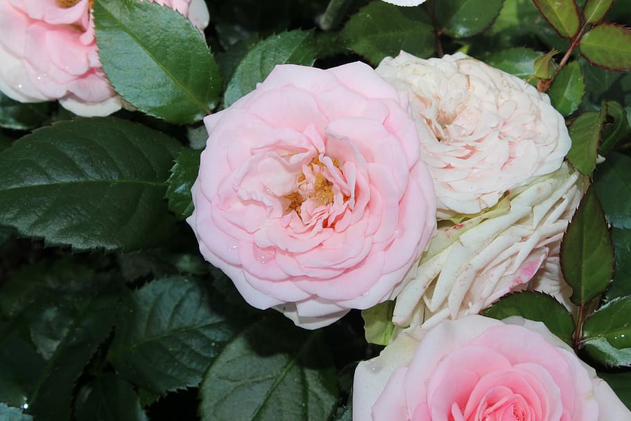 Ros, Pink, Flowers, Garden, Summer, Pink Rose, Green, - Garden Roses - HD Wallpaper 