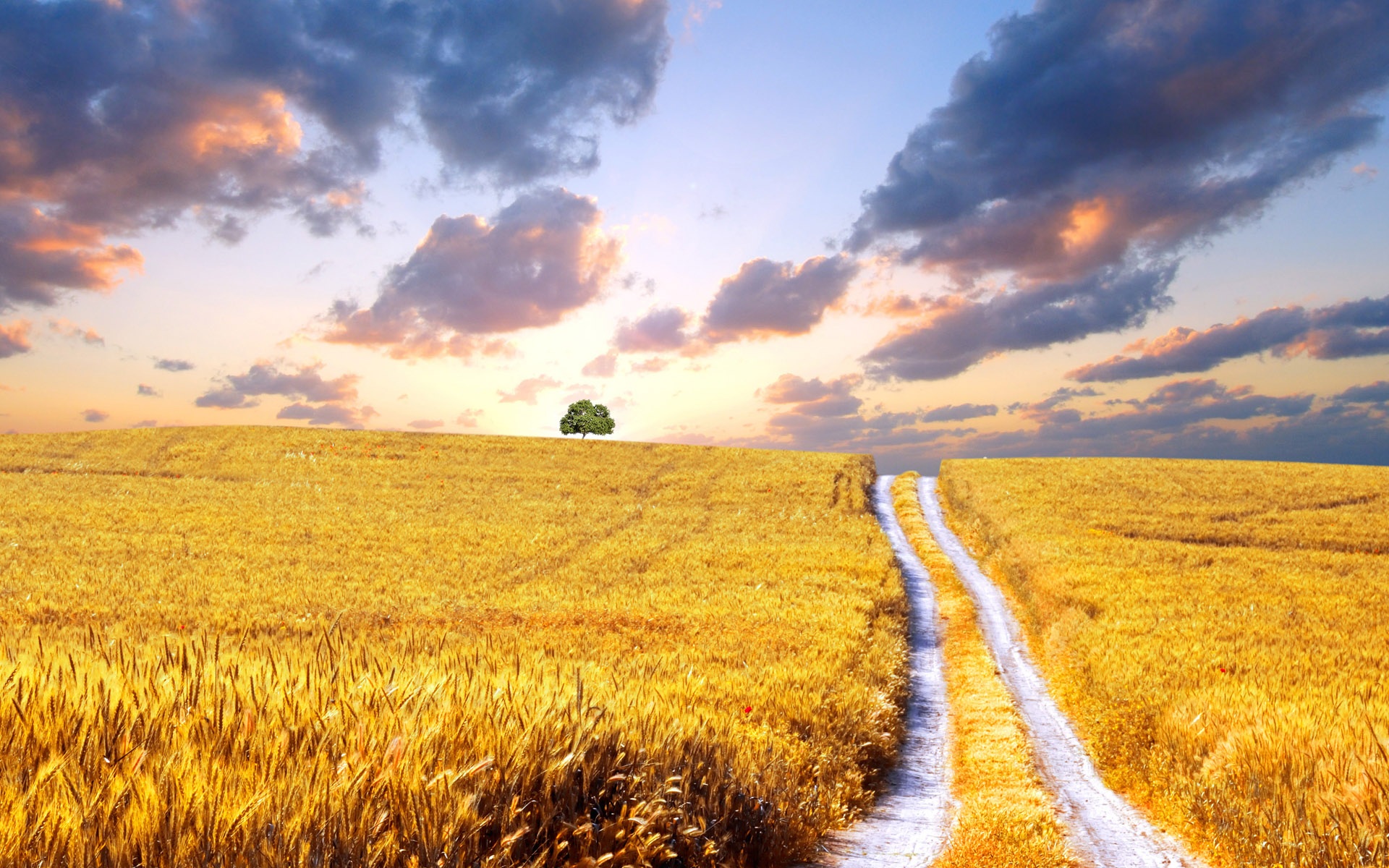 Wallpaper Wheat Harvest - Beautiful Wheat Fields - HD Wallpaper 