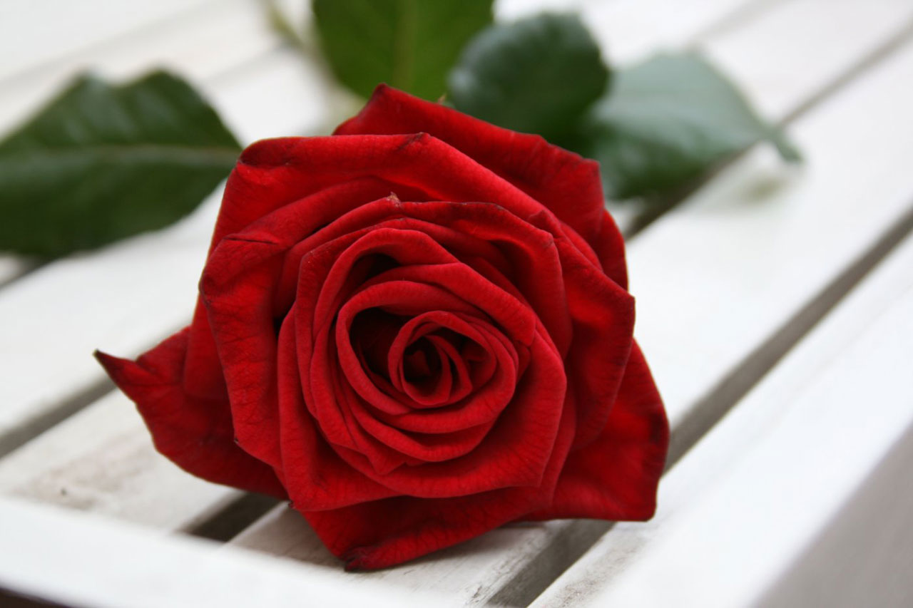 Good Morning To My Love - HD Wallpaper 