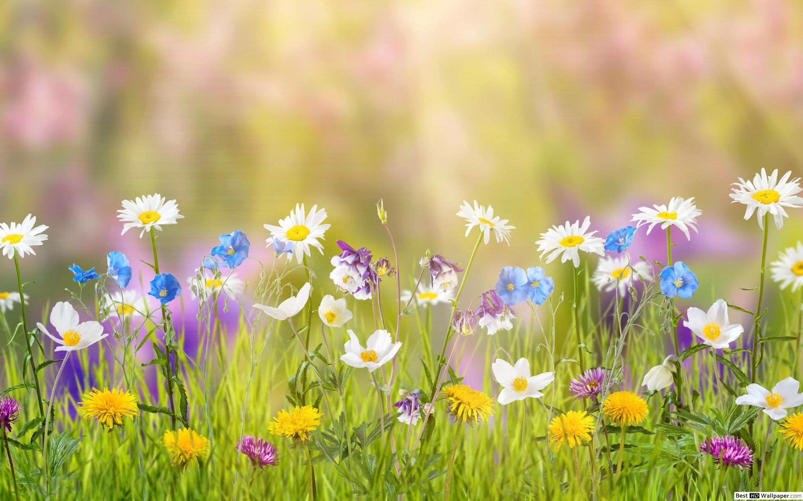 Flower 4k - HD Wallpaper 