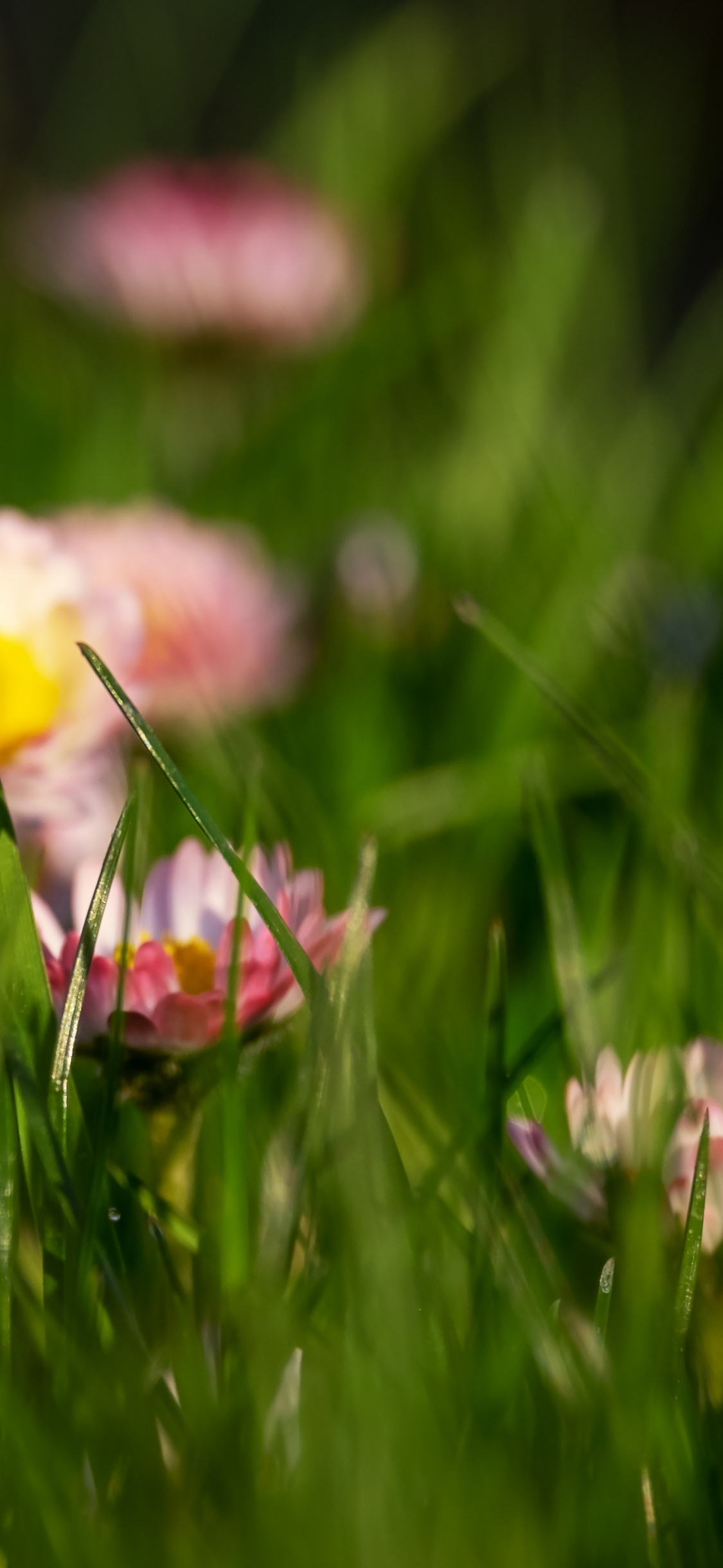 Grass, Flowers, Meadow, Plants, Daisy, Wallpaper - Common Daisy - HD Wallpaper 