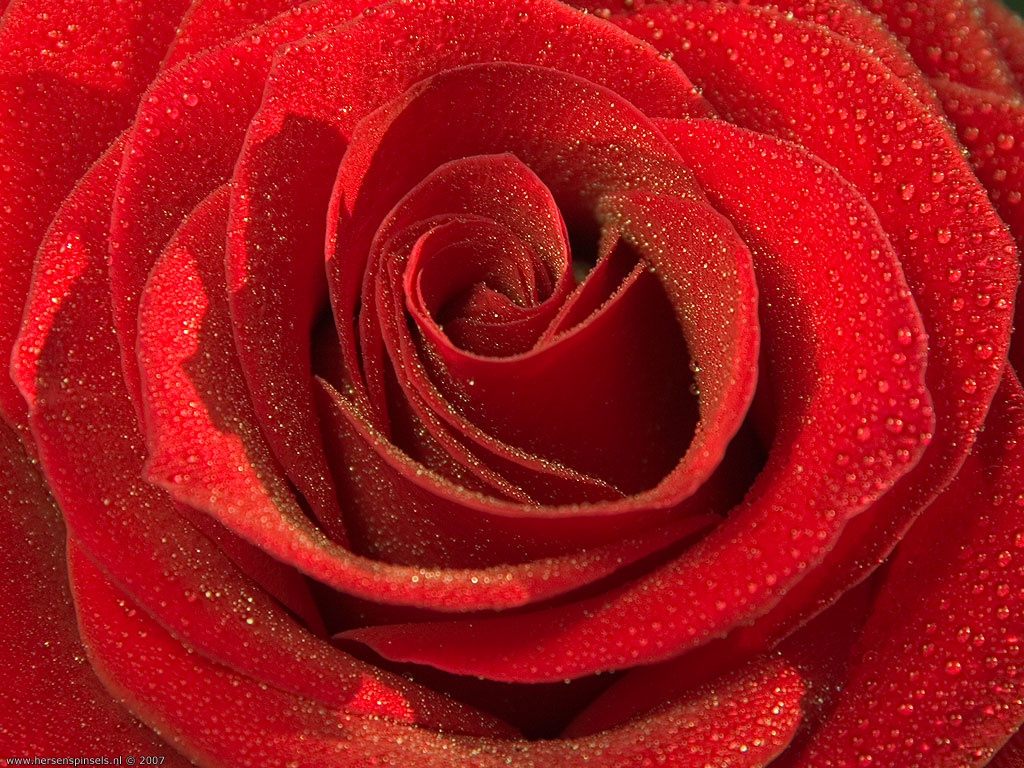 Roos 3, Flora & Fauna - Anh Hoa Hong - HD Wallpaper 