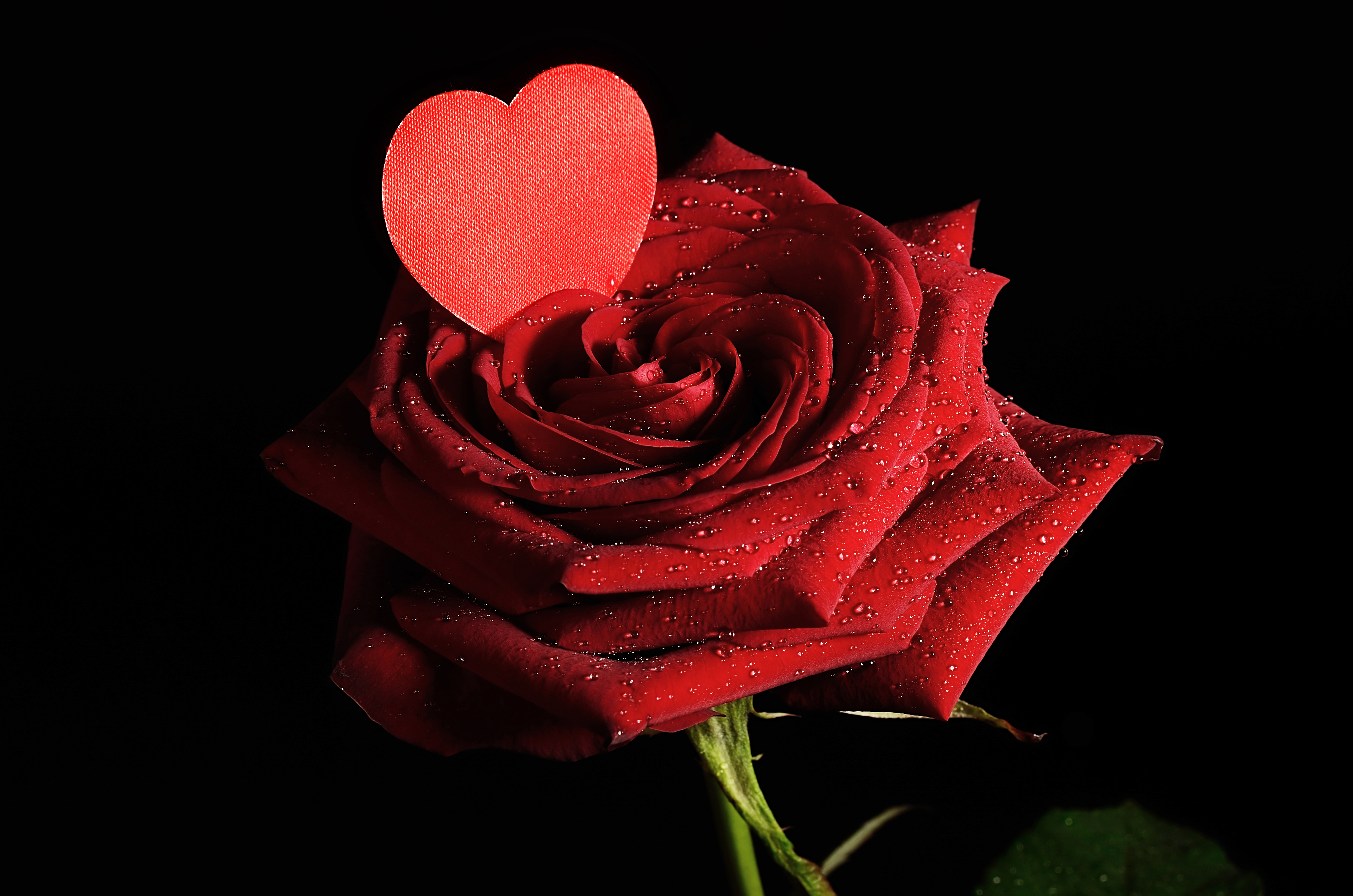 Happy Rose Day My Baby - HD Wallpaper 