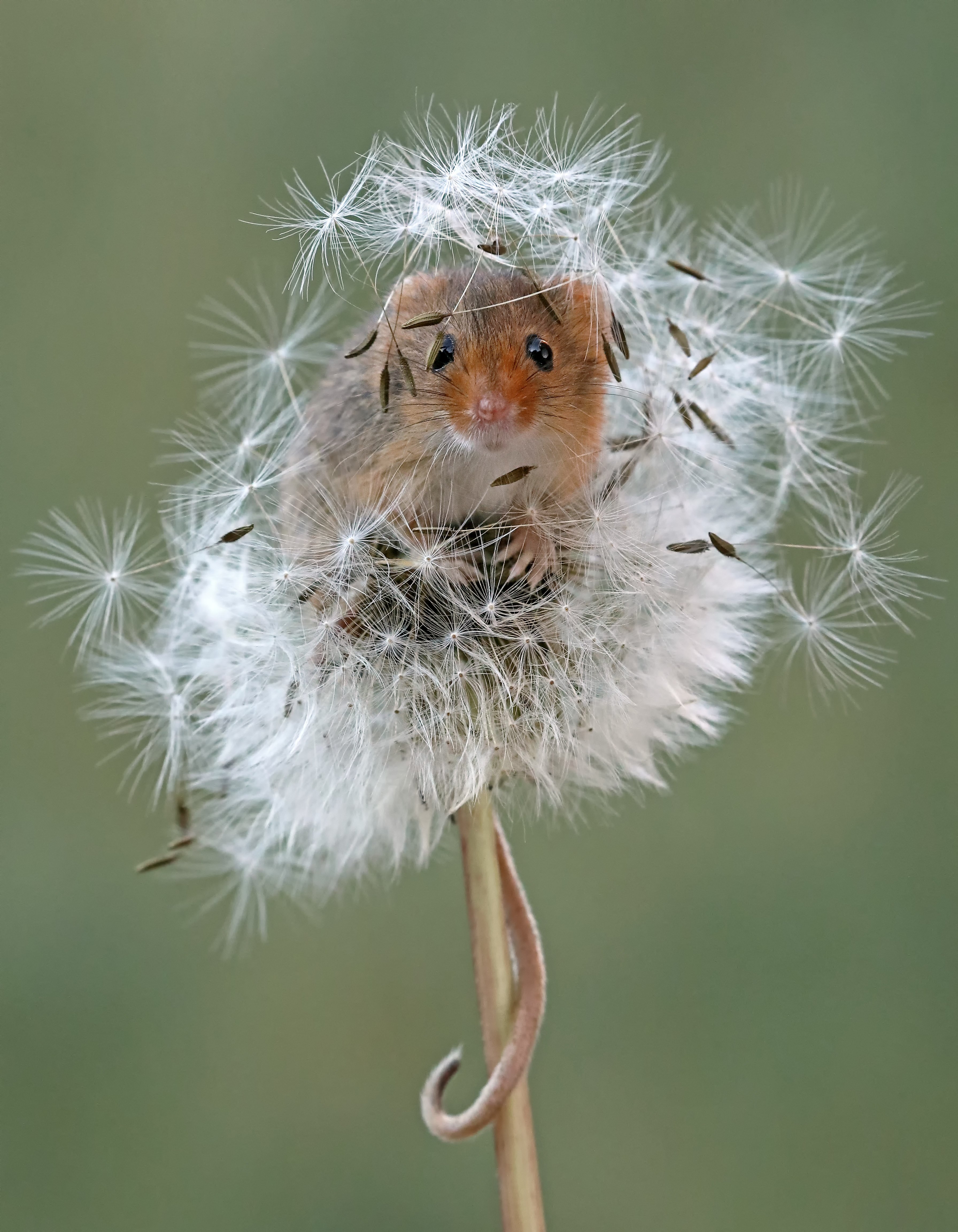 Harvest Mouse Dandelion - HD Wallpaper 