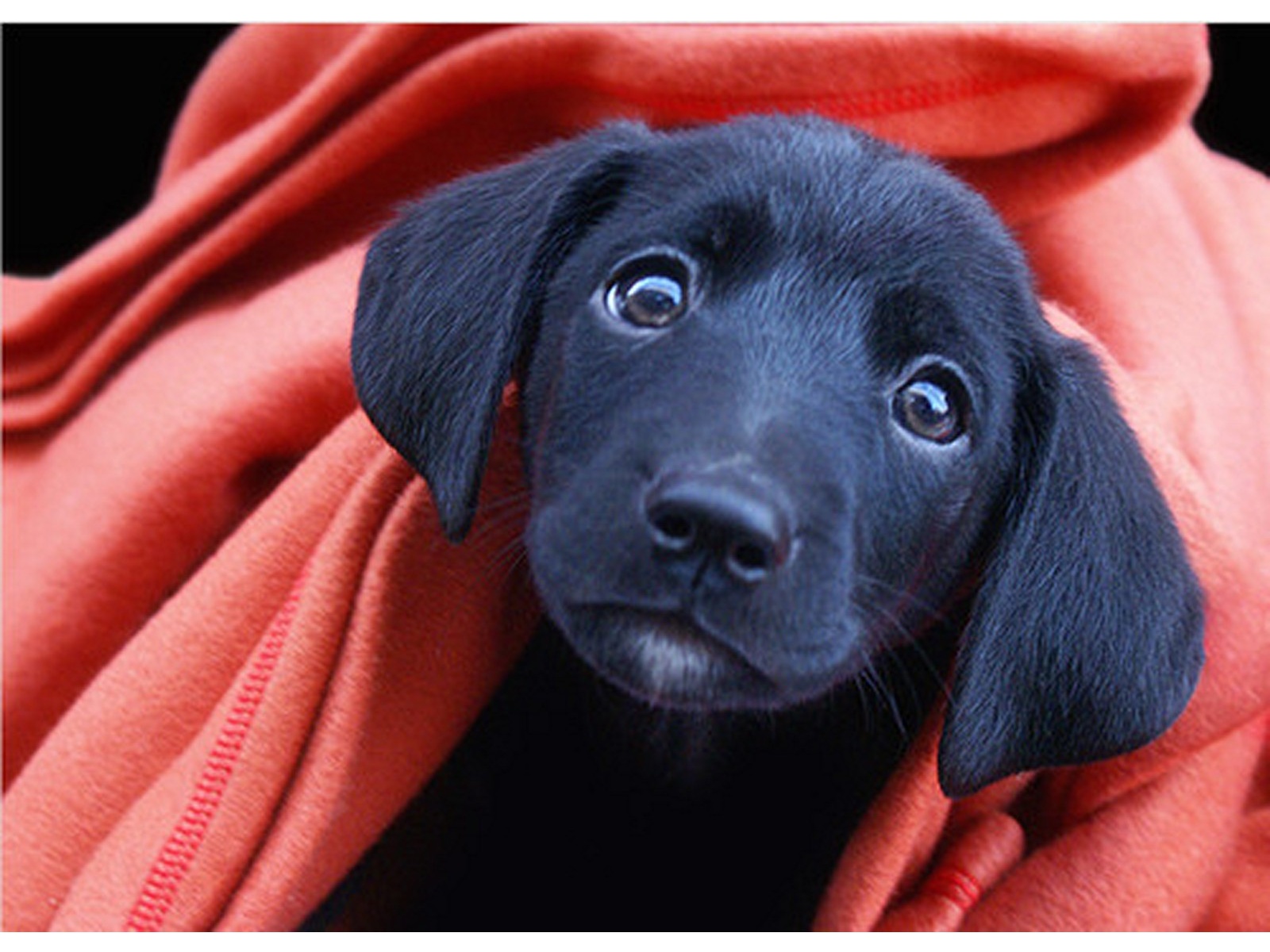 Black Lab Puppy - Black Lab Puppy Eyes - HD Wallpaper 