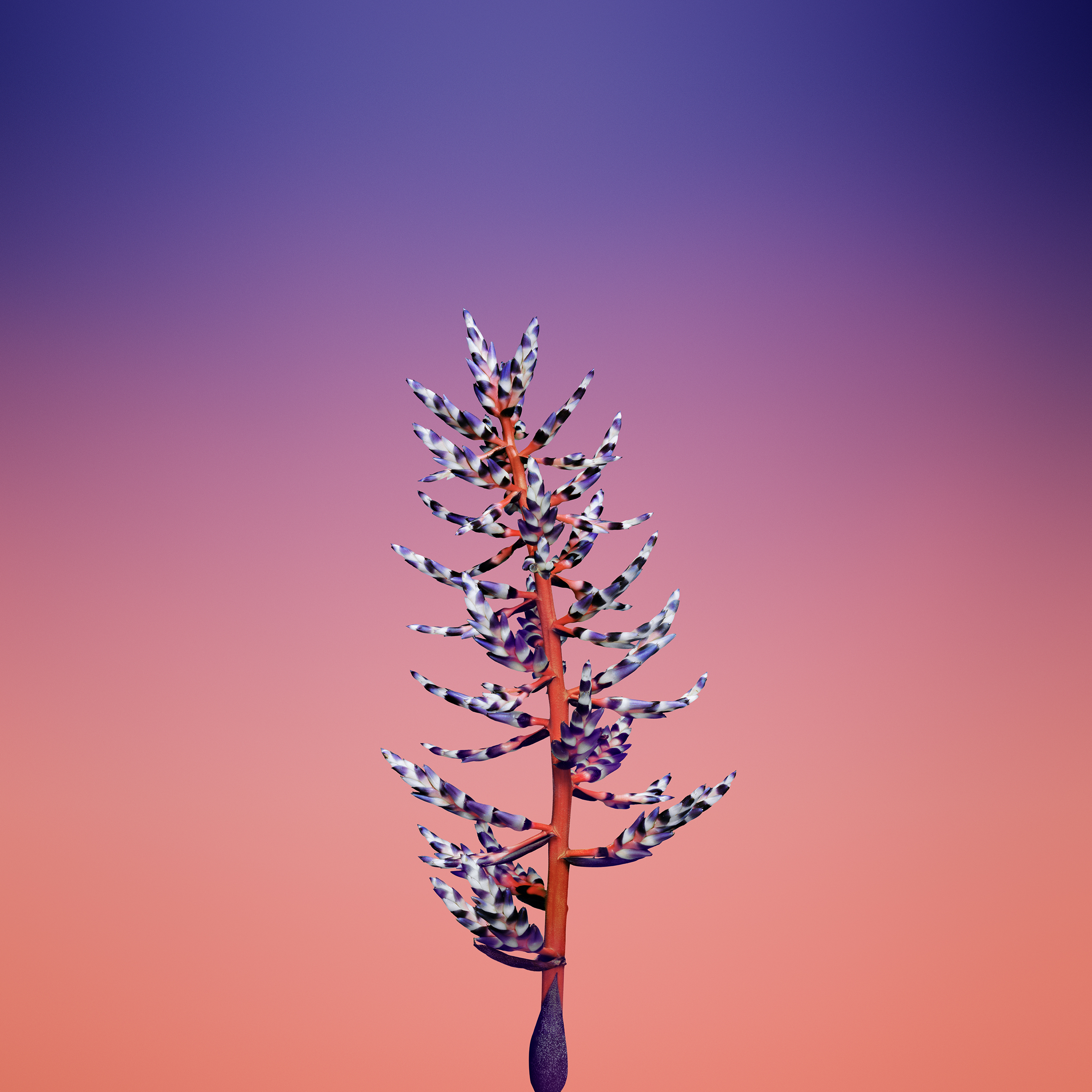 Ios 11 Gm - HD Wallpaper 