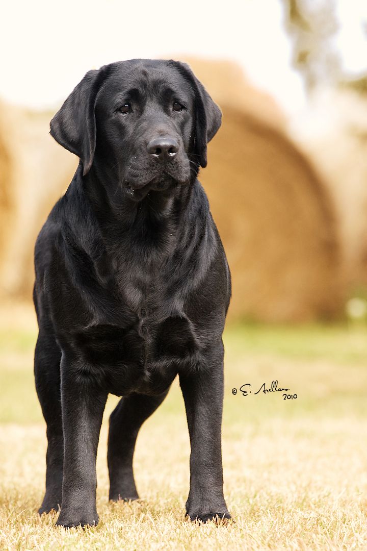 Box Head Black Lab - HD Wallpaper 