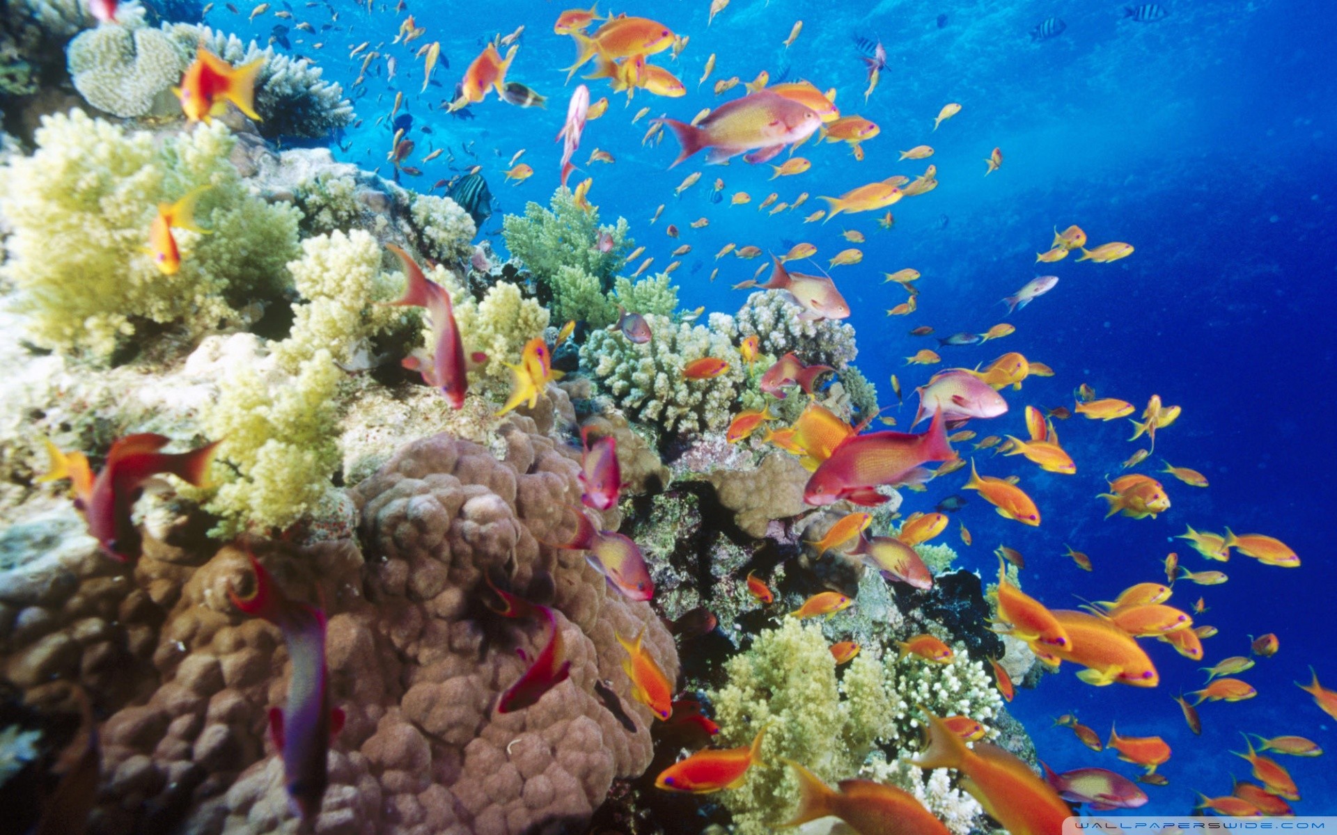 1920x1200, Coral Reef Southern Red Sea 
 Data Id 206103 - Phu Quoc Snorkeling - HD Wallpaper 