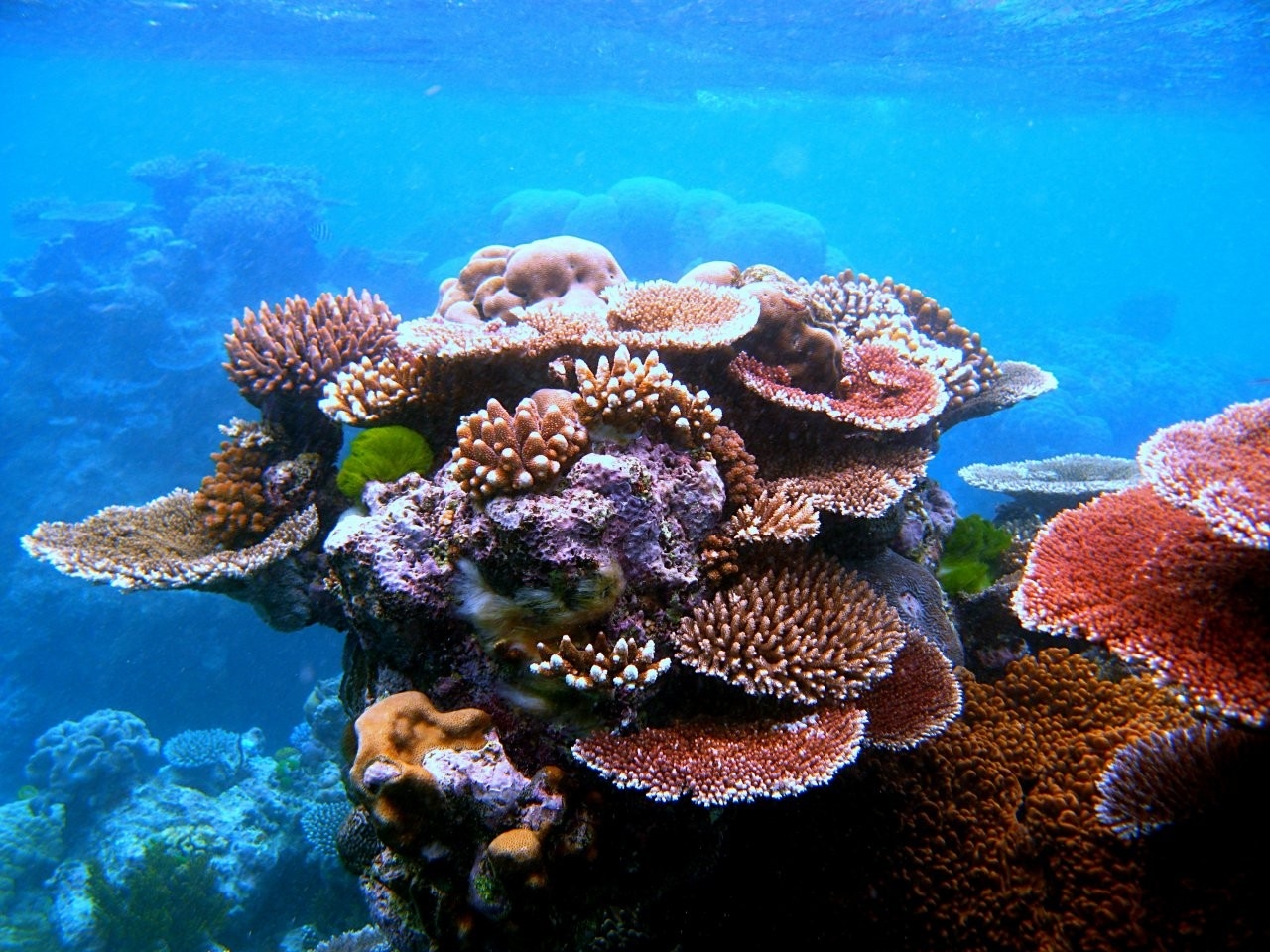 Western Australia Coral Reef - HD Wallpaper 