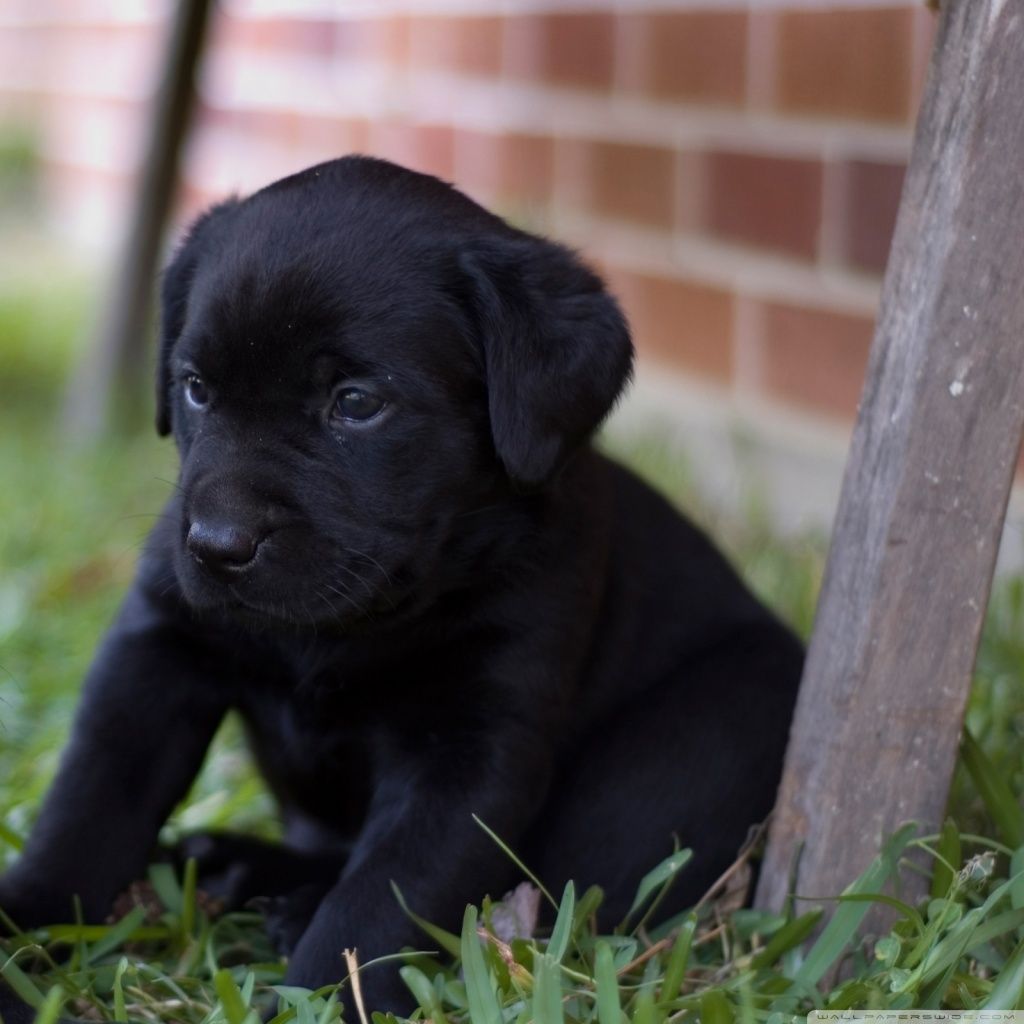 Black Labrador Puppy Cute - HD Wallpaper 