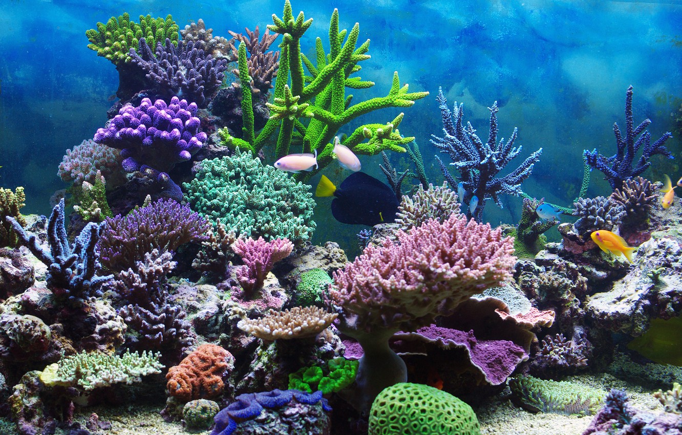Photo Wallpaper Underwater World, Underwater, Ocean, - Coral Reef - HD Wallpaper 