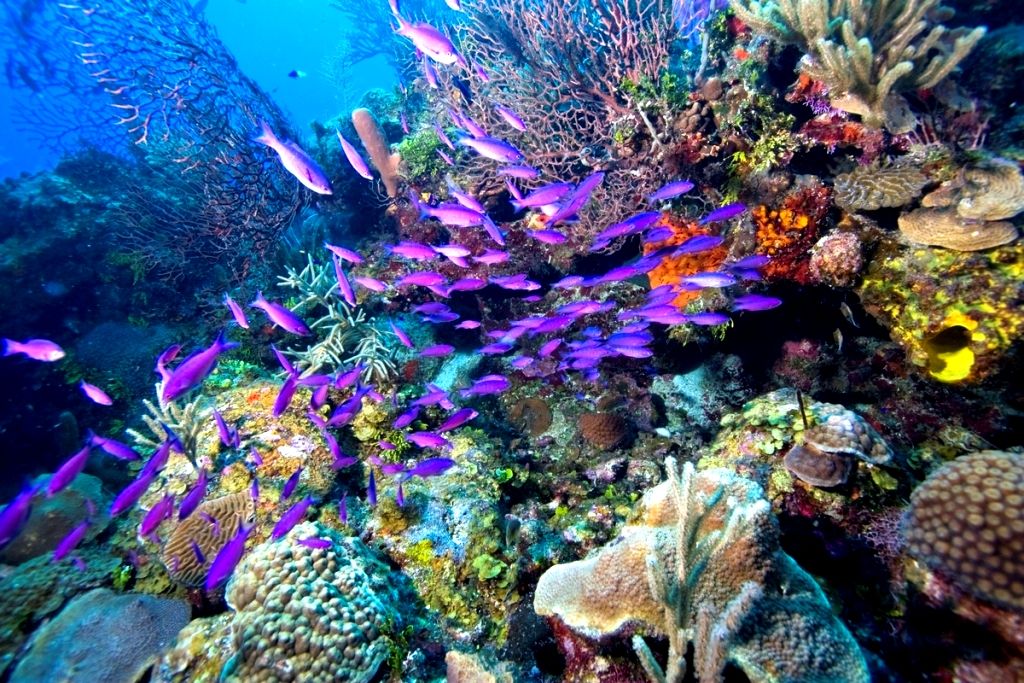 Coral Reef Wallpapers High Resolution - HD Wallpaper 