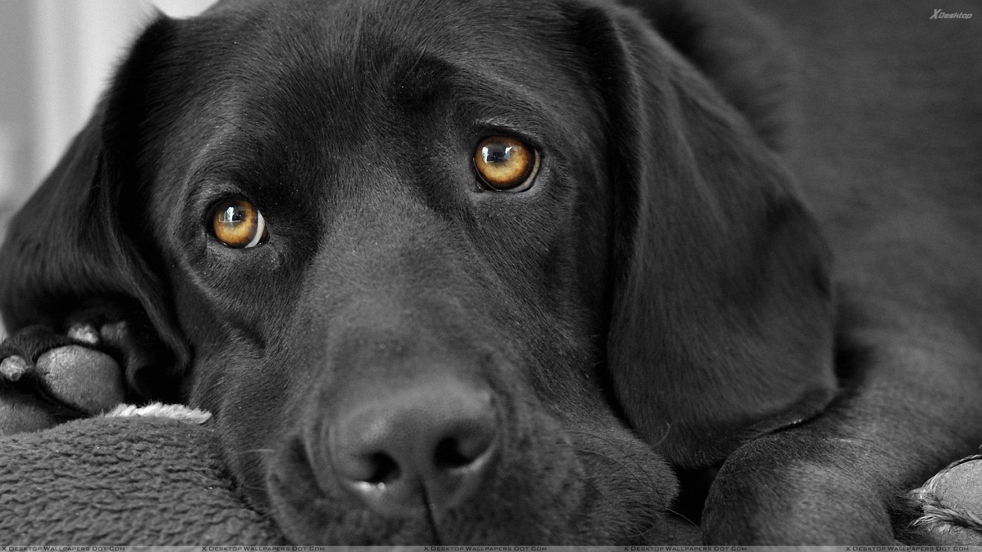 Black Labrador Close Up - HD Wallpaper 