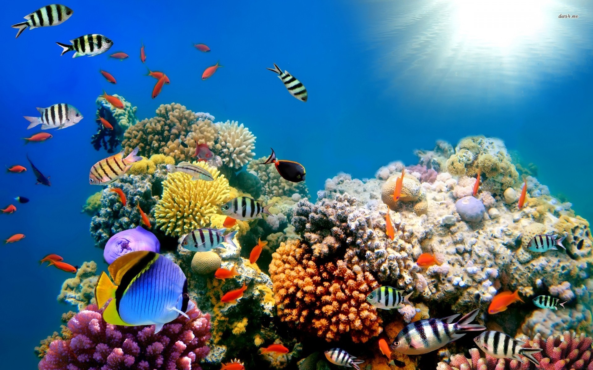 Coral Reef Wallpaper Hd - Sea Creatures Hd - HD Wallpaper 