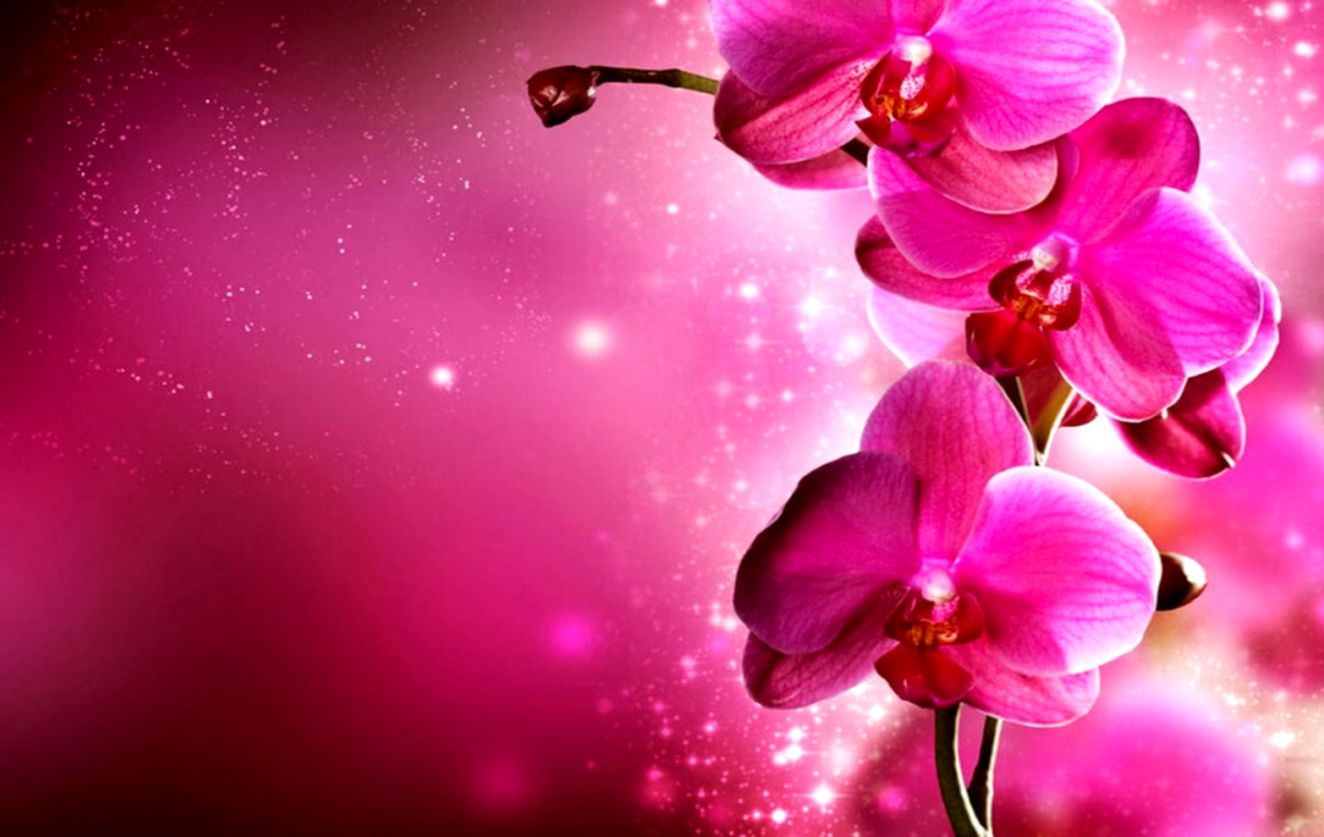 40 Cool Pink Wallpapers For Your Desktop My Bet Pinterest - Orchid Flower Background - HD Wallpaper 