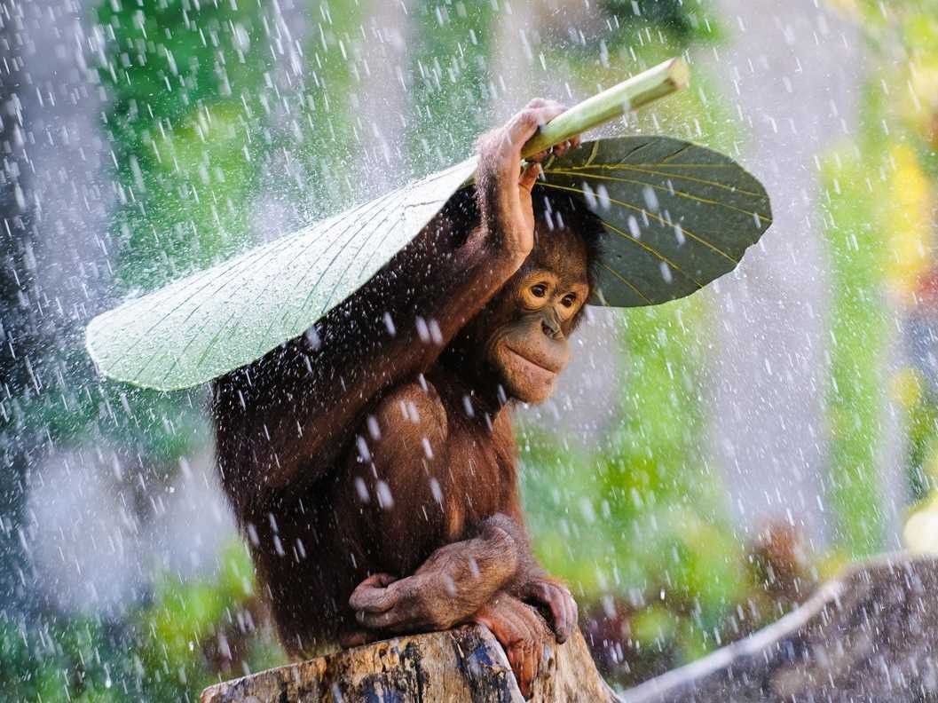Orangutan In The Rain - HD Wallpaper 