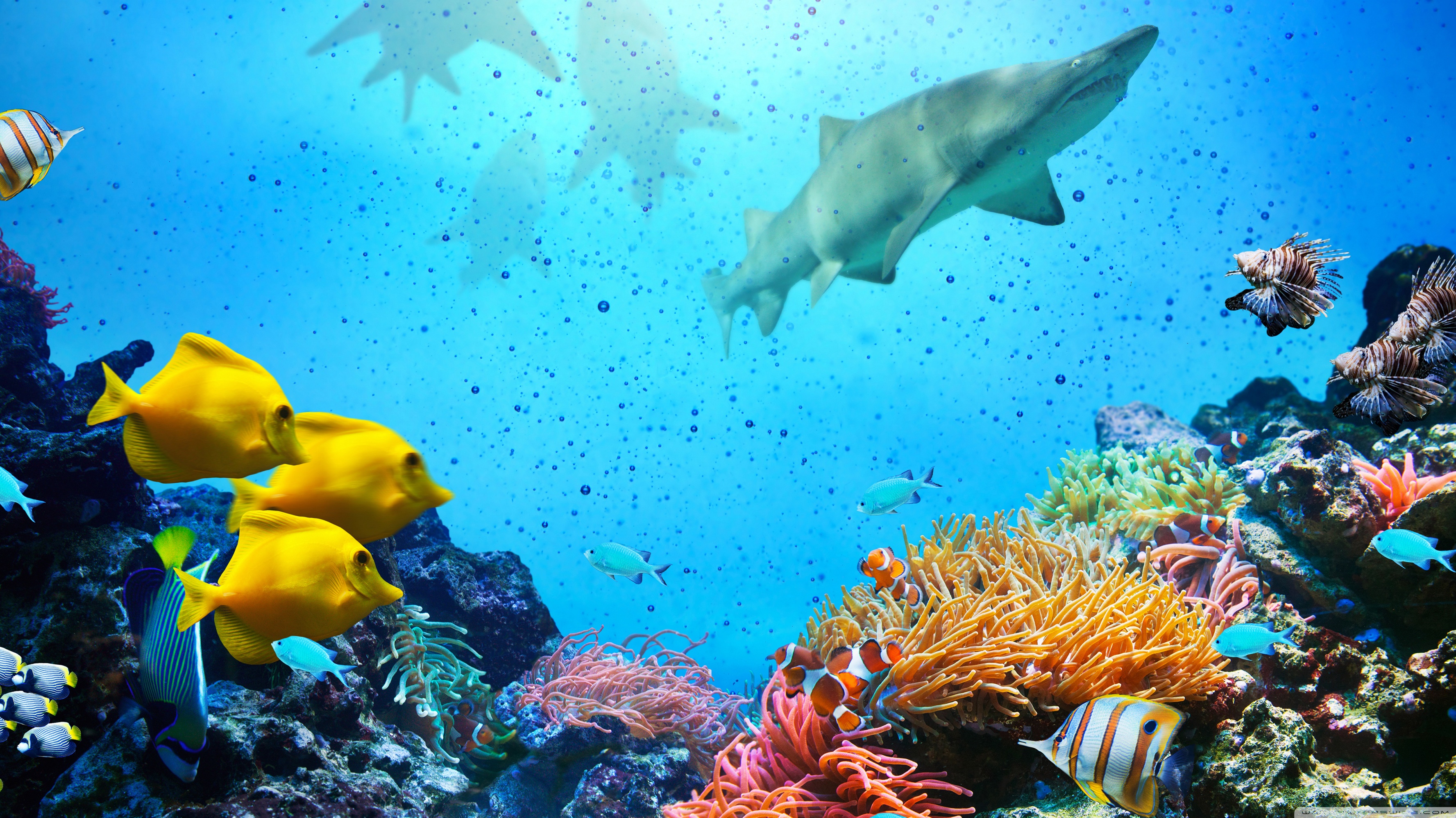 Great Barrier Reef 4k - 3554x1999 Wallpaper Great Barrier Reef 4k - 3554x1999 Wallpaper