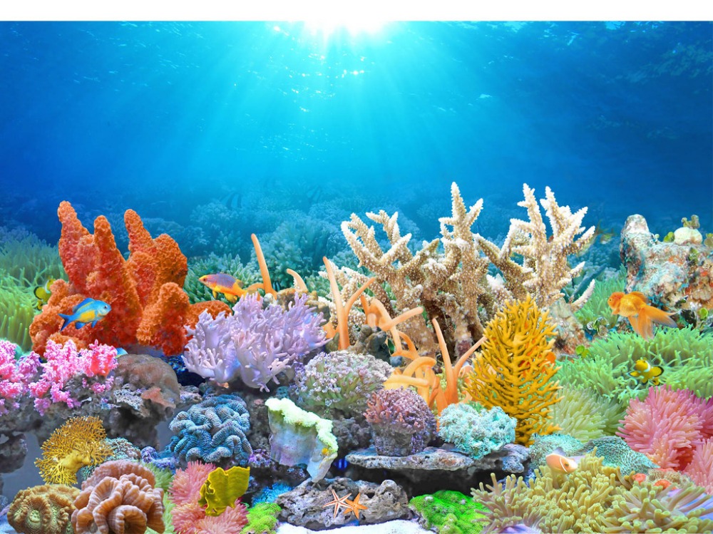 Coral Reef Background - HD Wallpaper 