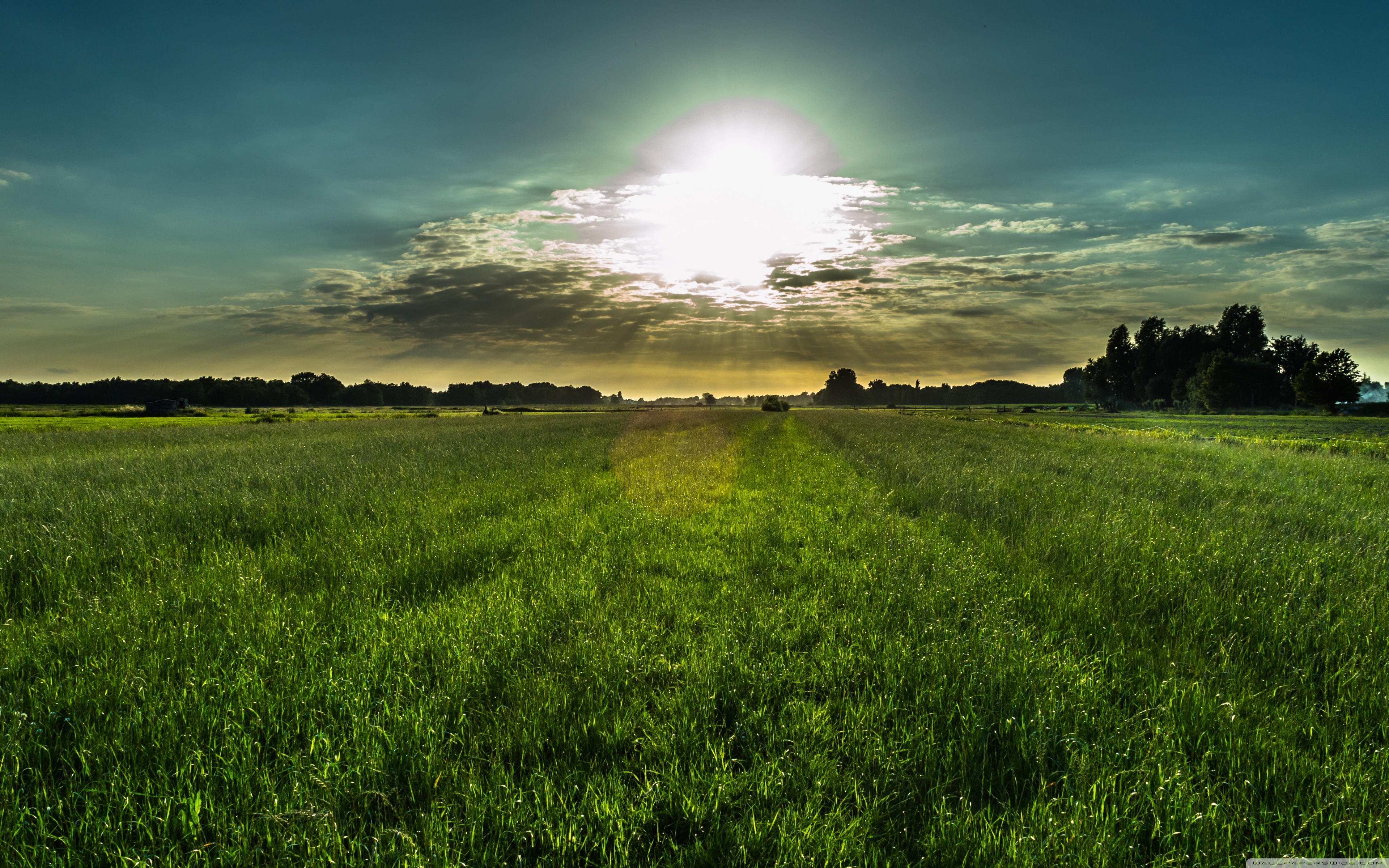 Dutch - HD Wallpaper 