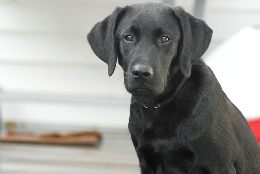 Short-coated Black Dog, Labrador Retriever, Black Lab, - HD Wallpaper 
