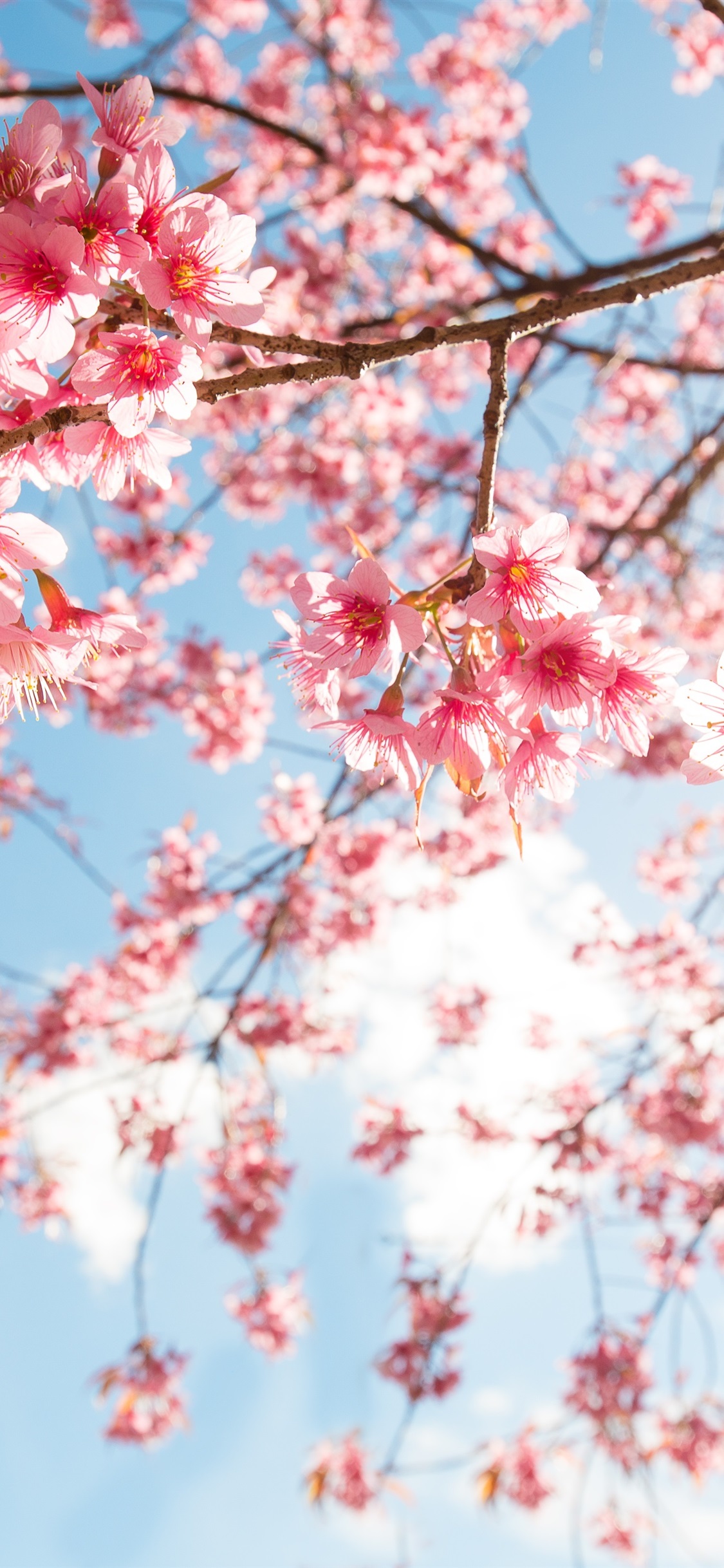 Iphone Wallpaper Pink Sakura Blossom, Twigs, Sky, Sunshine - HD Wallpaper 
