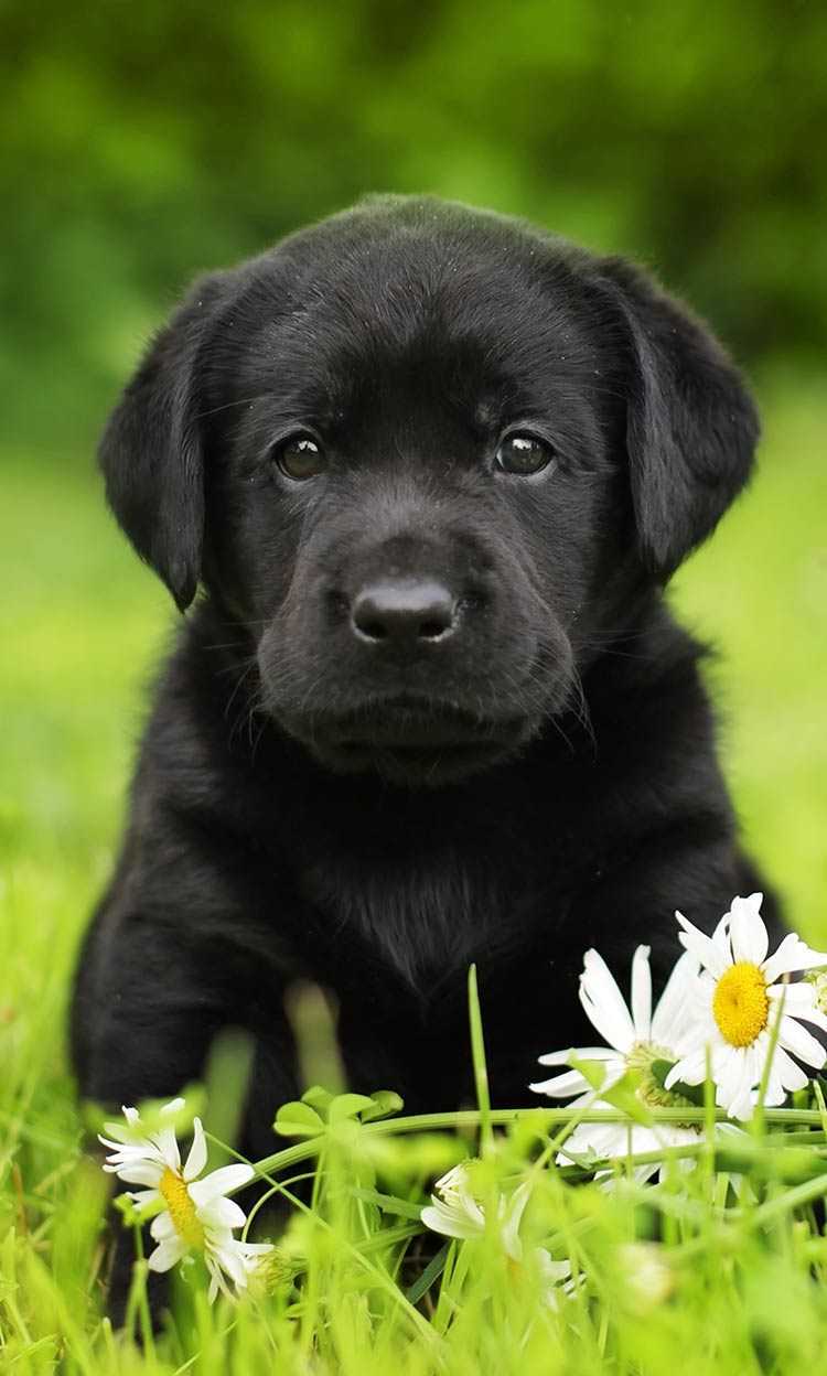 Black Lab Wallpaper For Computer Px, - Labrador Retriever Puppy Black - HD Wallpaper 