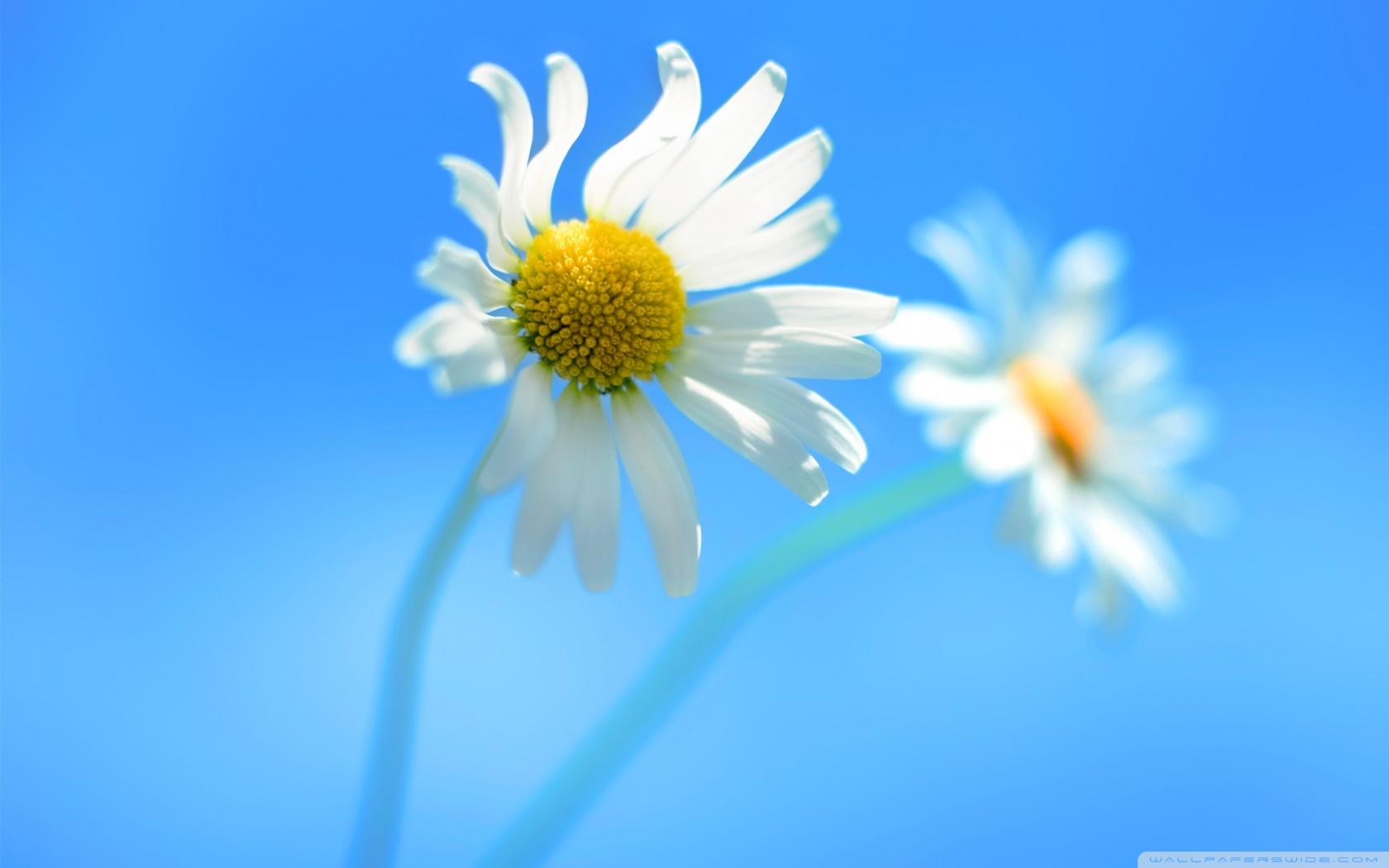 Windows 10 Background Flower - HD Wallpaper 