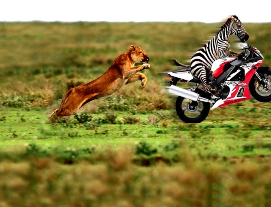 Worklad Funny Memes Pictures & Viral Videos For All - Zebra On Motorcycle - HD Wallpaper 