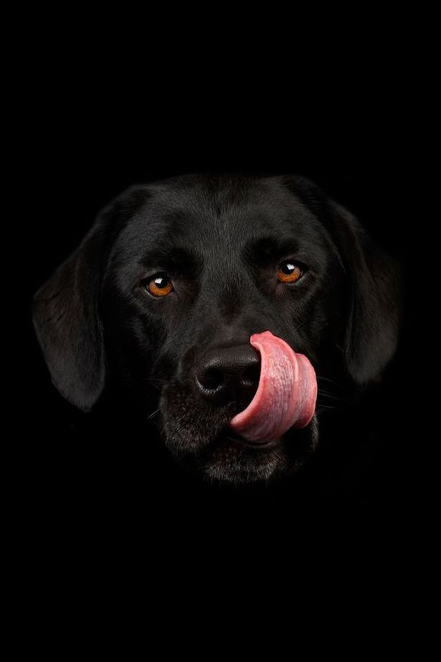 Black Dog Wallpaper Hd - 640x960 Wallpaper 